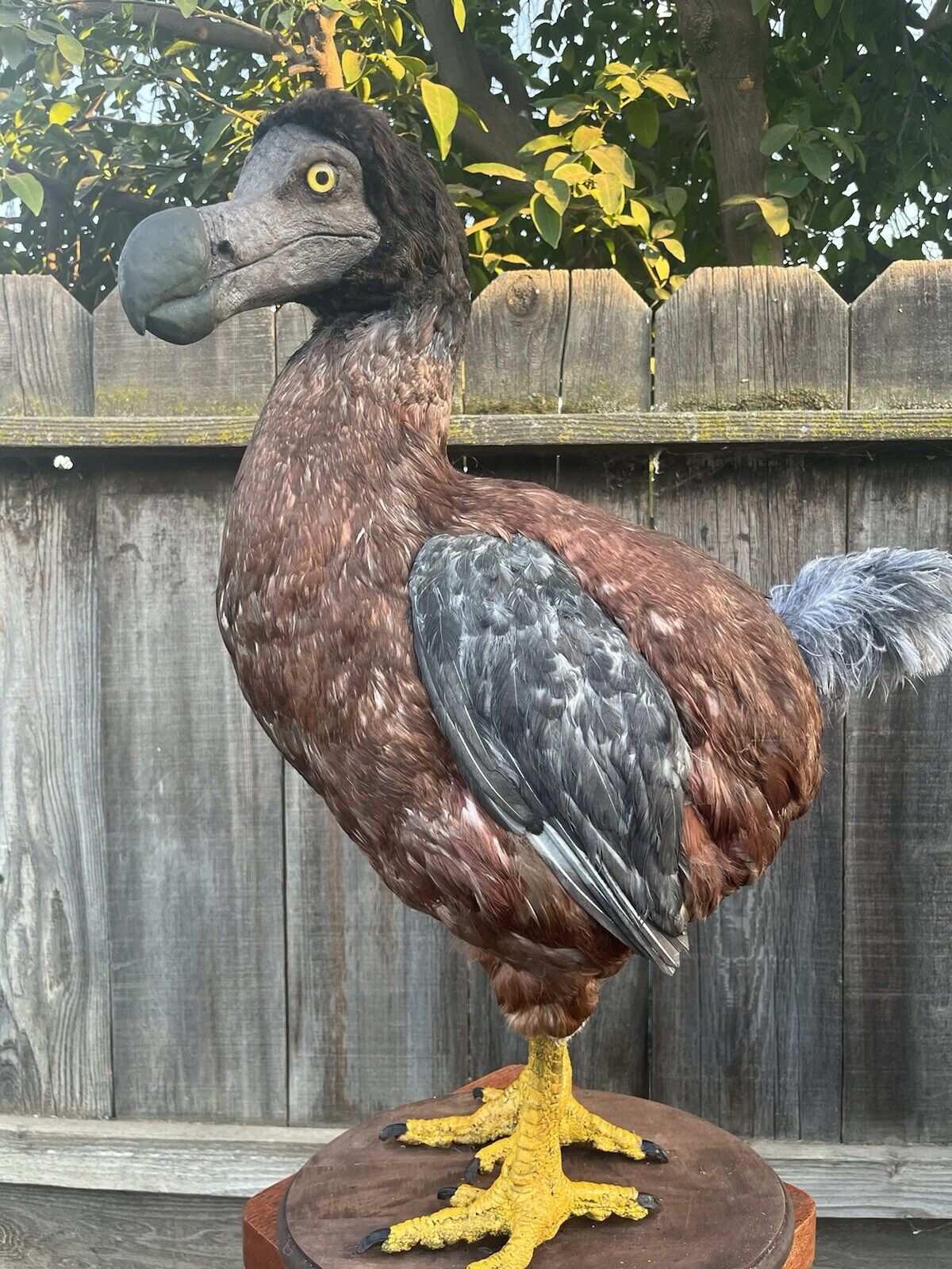 Reproduction Dodo Taxidermy Full Body Mount