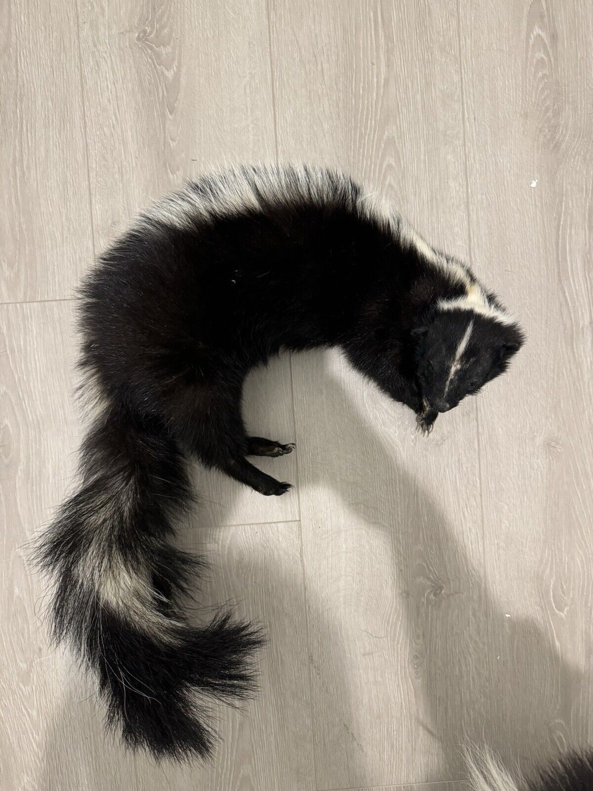 Large Prime Skunk Taxidermy Mount