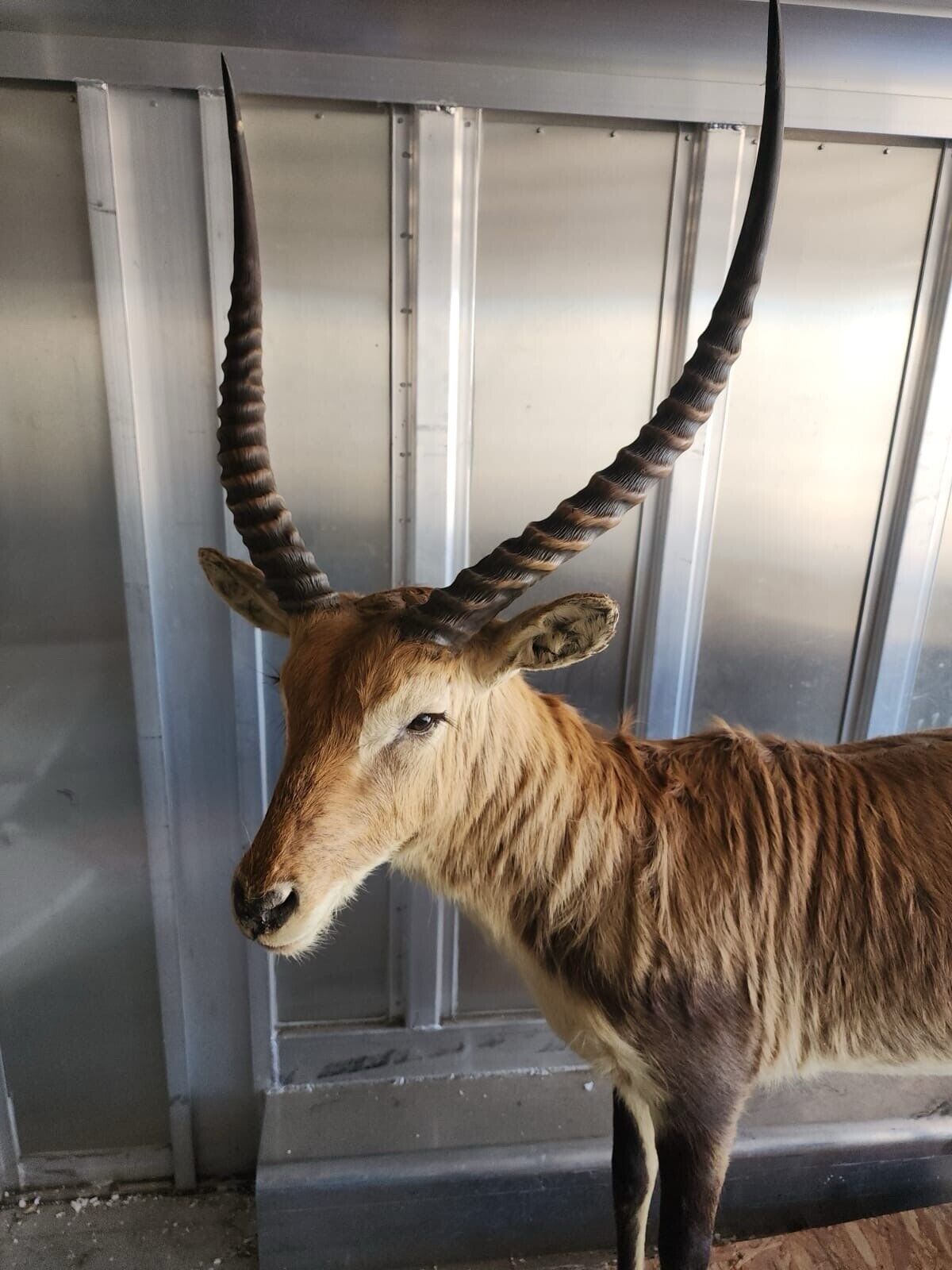 African Lechwe Full Body Taxidermy Mount FH37