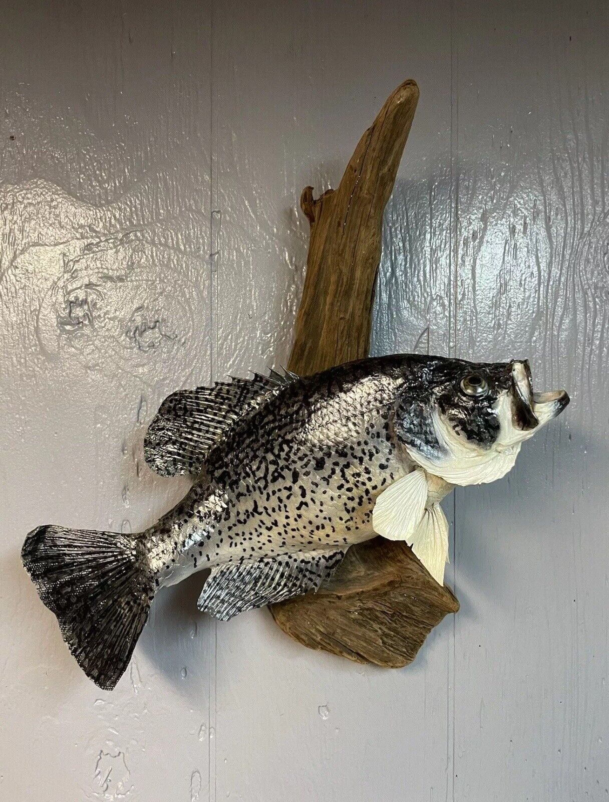 16” Taxidermy Fish Mount Crappie On Wood - 16” Height x 15” Length x 5” Width