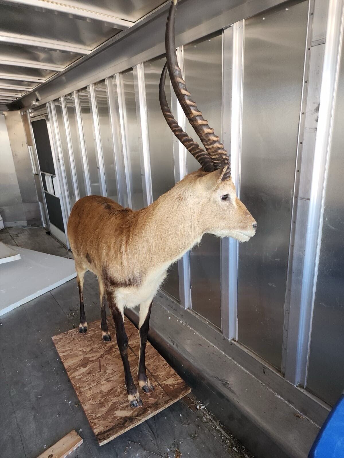 African Lechwe Full Body Taxidermy Mount FH37