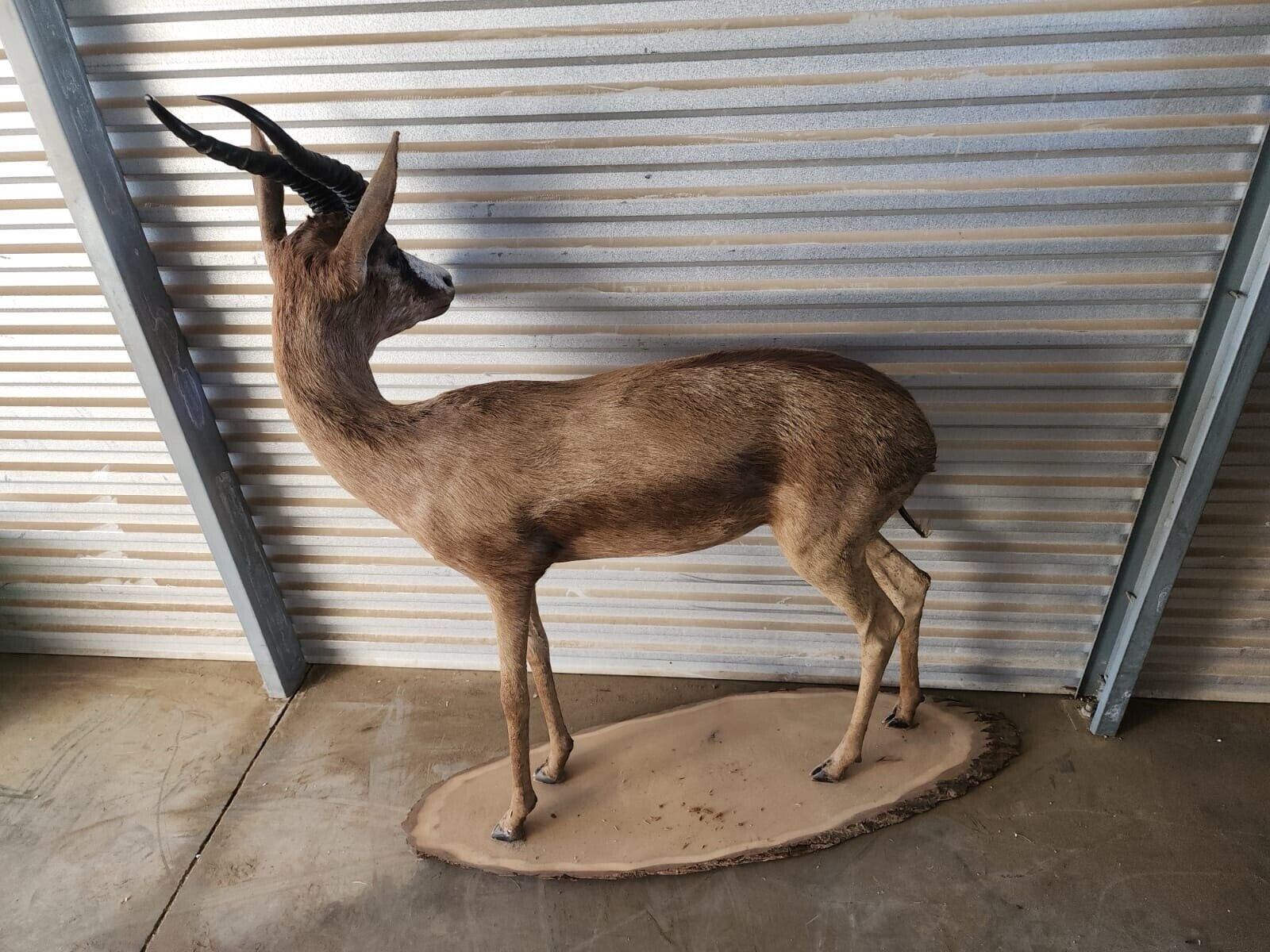 Black springbok Taxidermy Full Body Mount