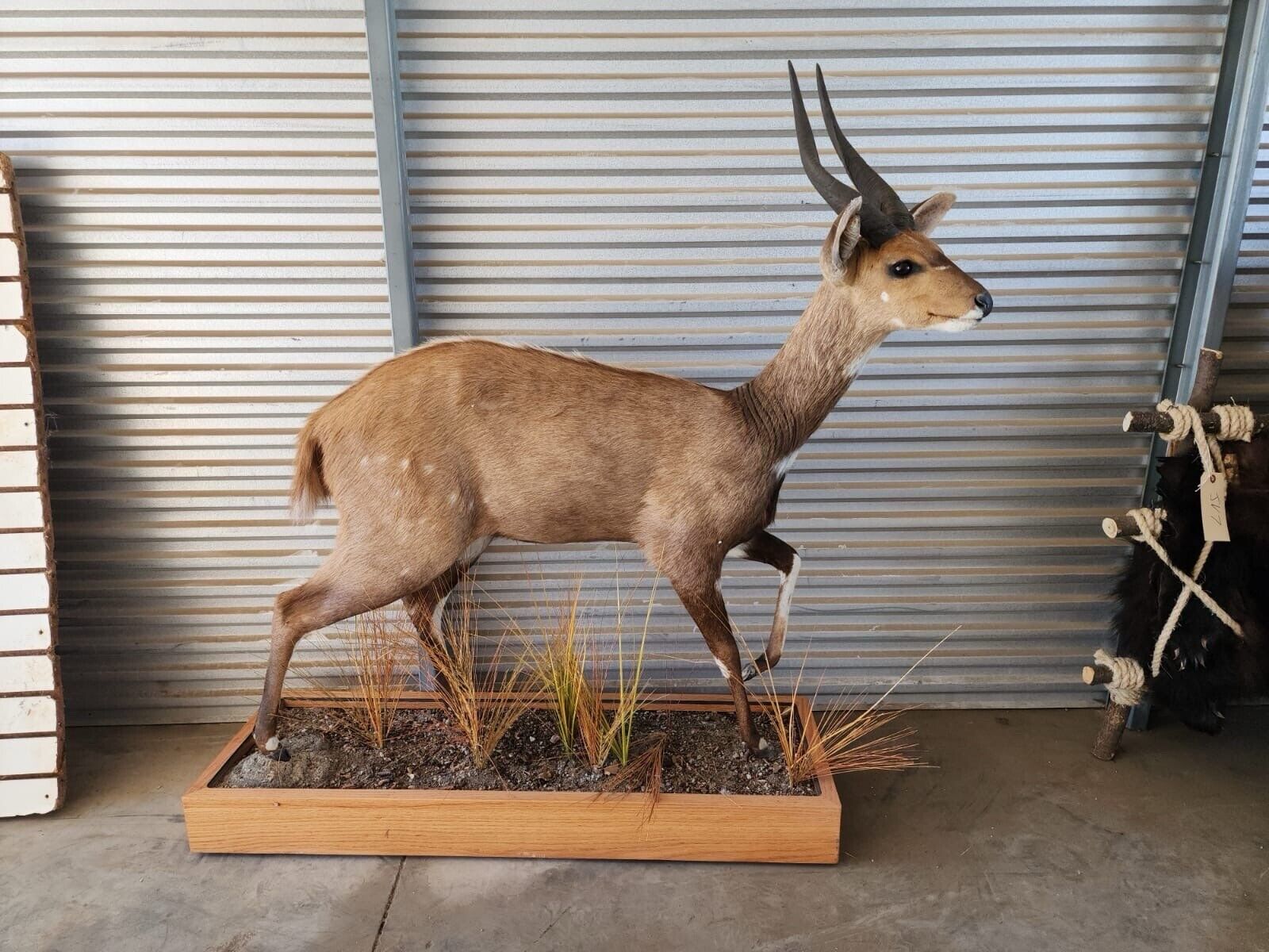 African Bush Buck Full Body Taxidermy Mount