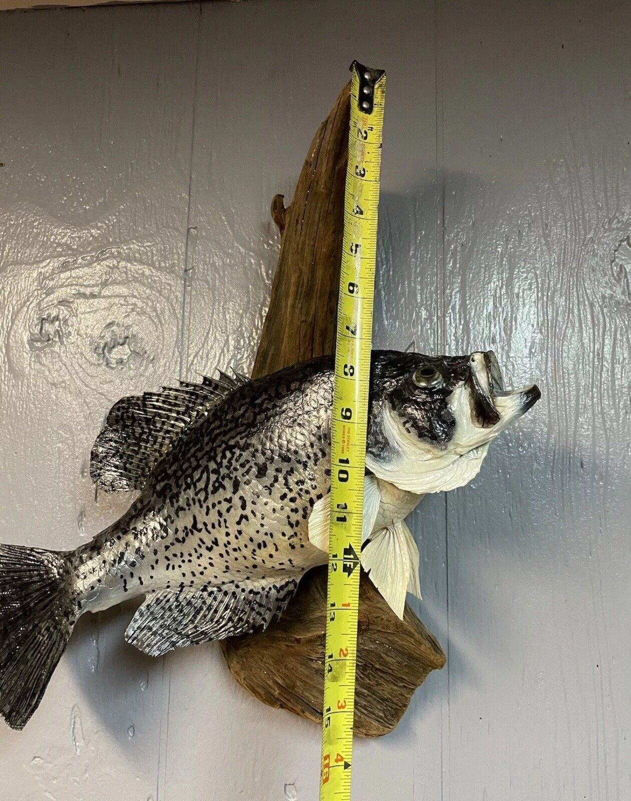 16” Taxidermy Fish Mount Crappie On Wood - 16” Height x 15” Length x 5” Width