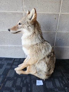 Coyote Taxidermy Custom Full Body Mount Home Camp Wall Decor Hunting Cabin