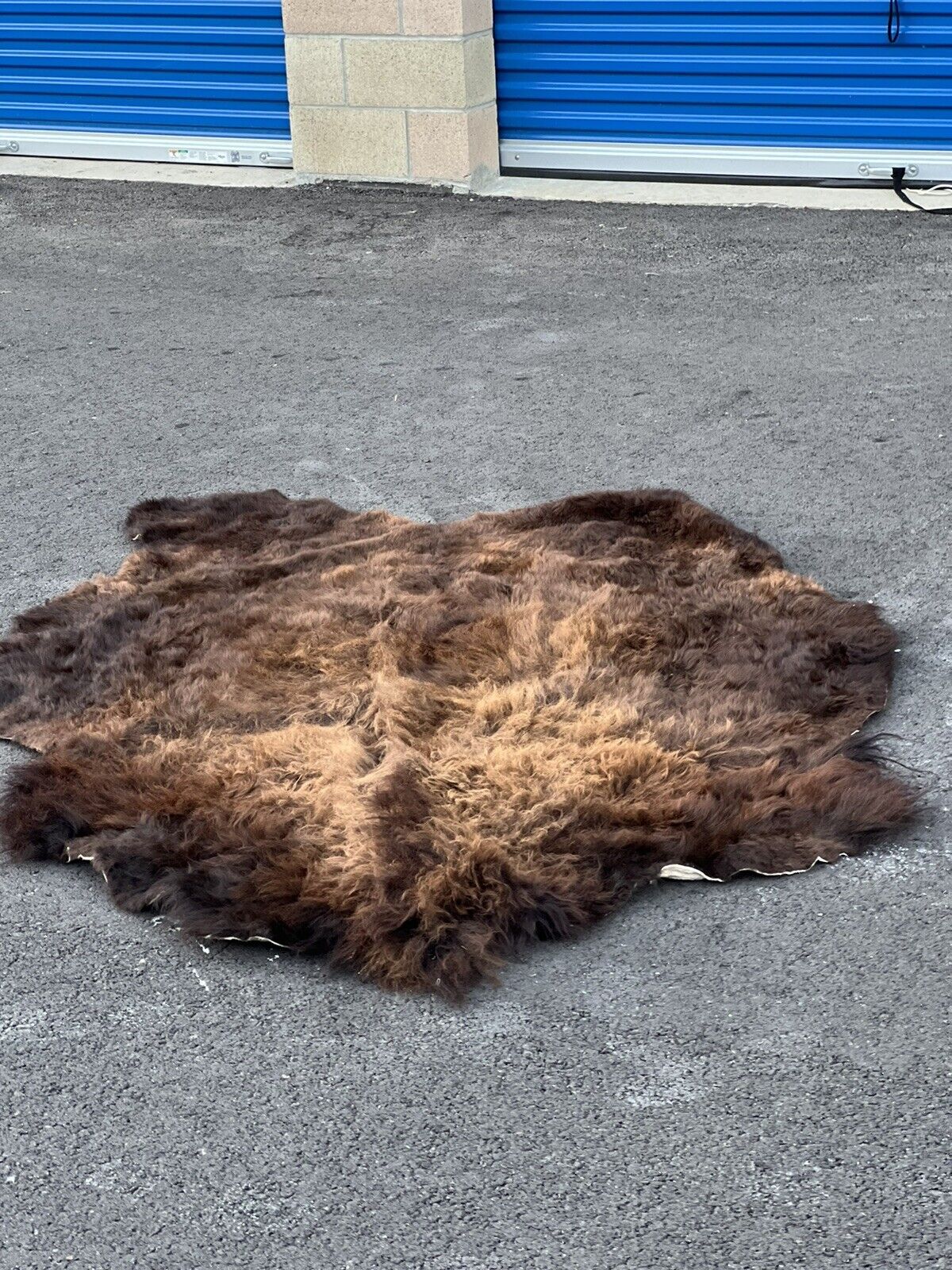 Real Buffalo / Bison Fresh Tanned  Taxidermy Rug Hide Brand New