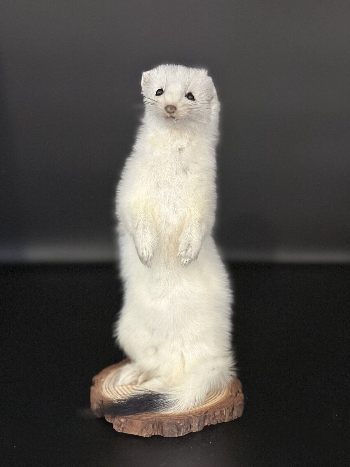 Beautiful Adorable Weasel Ermine Small Animal Taxidermy Mount Art Wildlife 30W