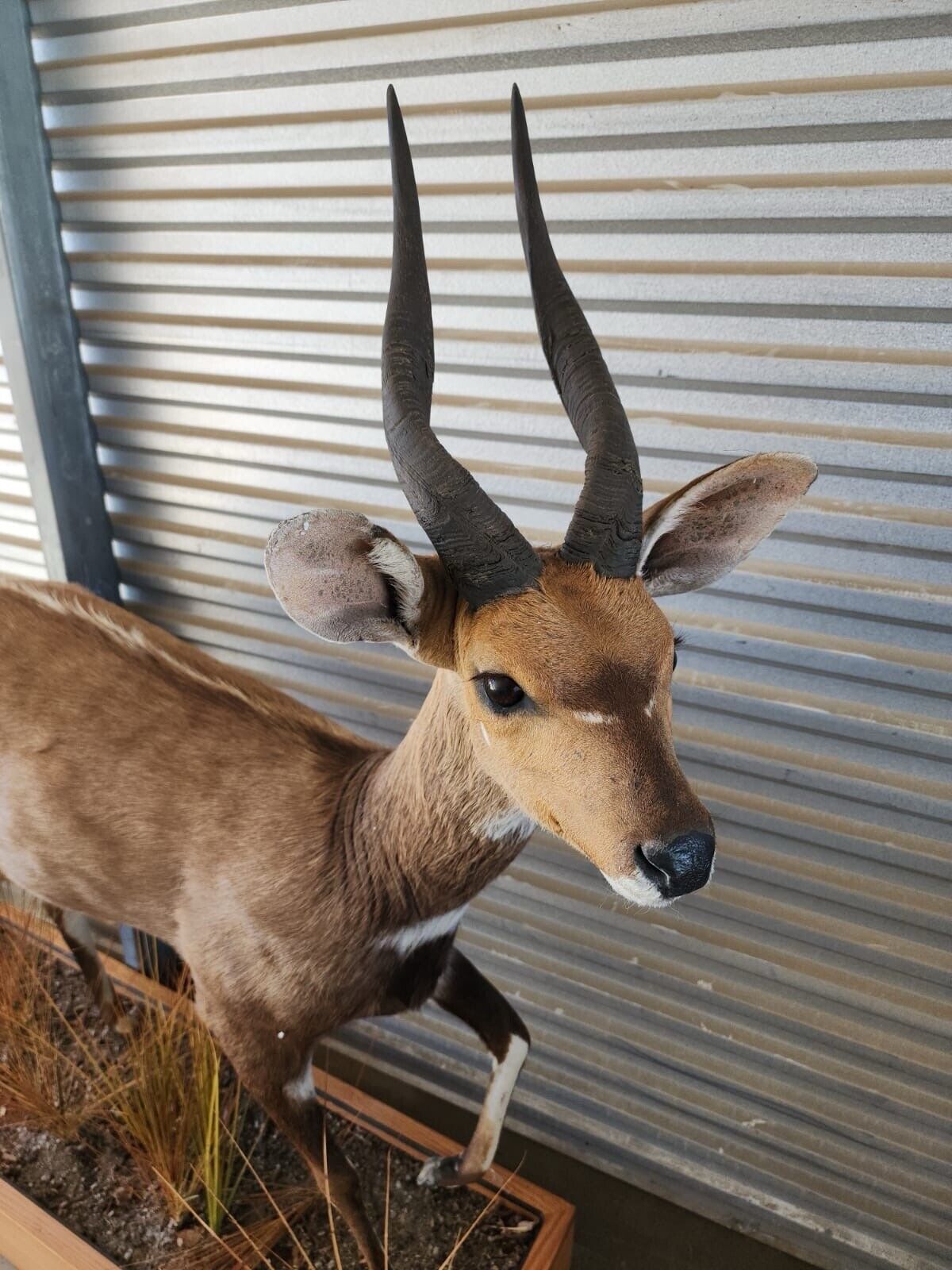 African Bush Buck Full Body Taxidermy Mount