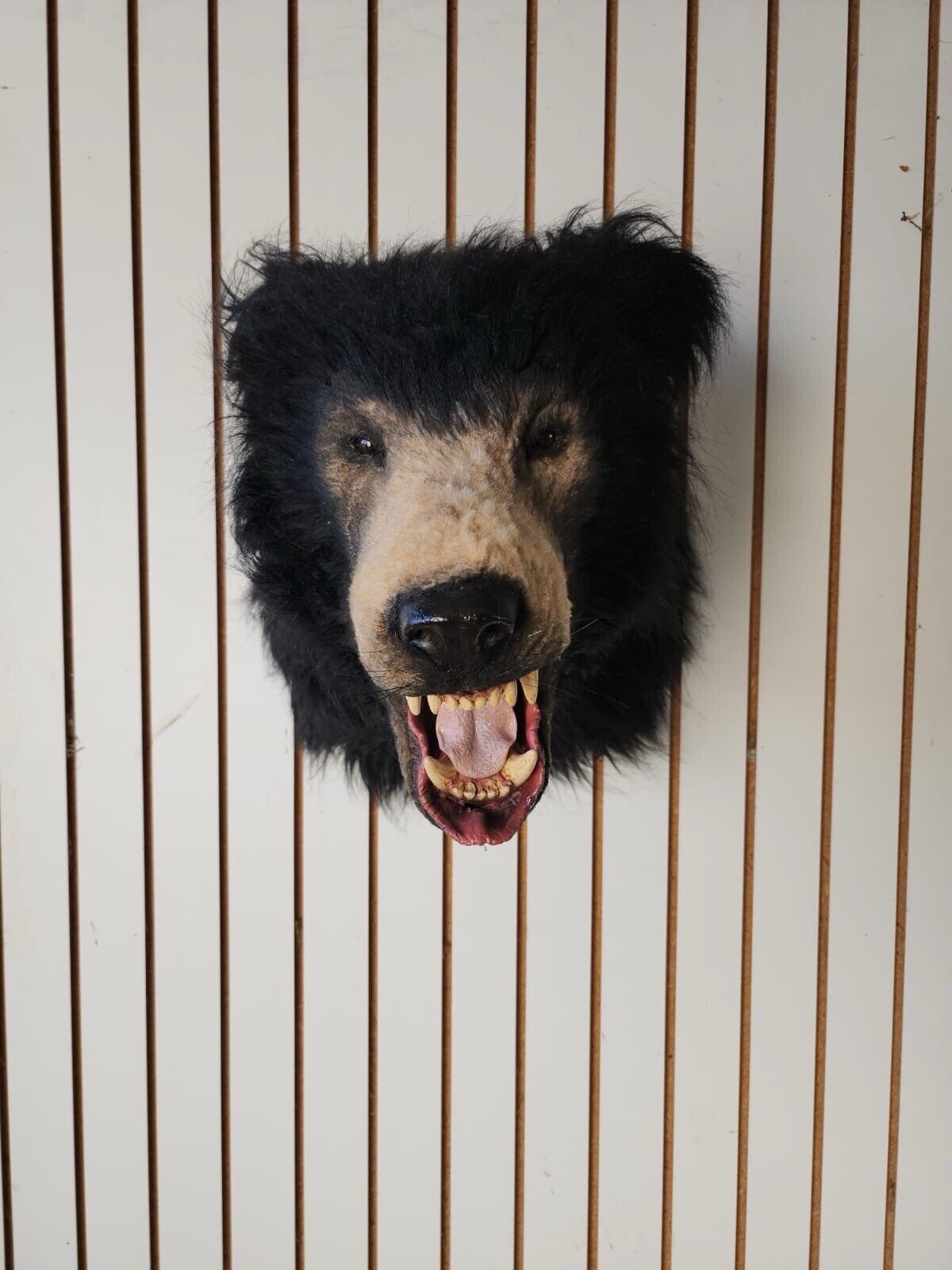 Reproduction Sloth Bear Shoulder Mount Taxidermy