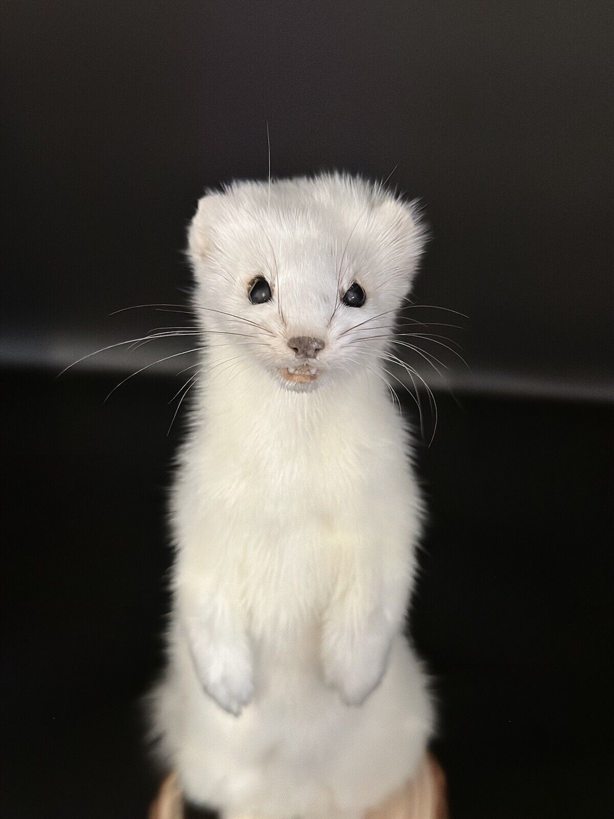 Beautiful Adorable Weasel Ermine Small Animal Taxidermy Mount Art Wildlife 29W