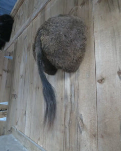 buffalo bison butt taxidermy mount