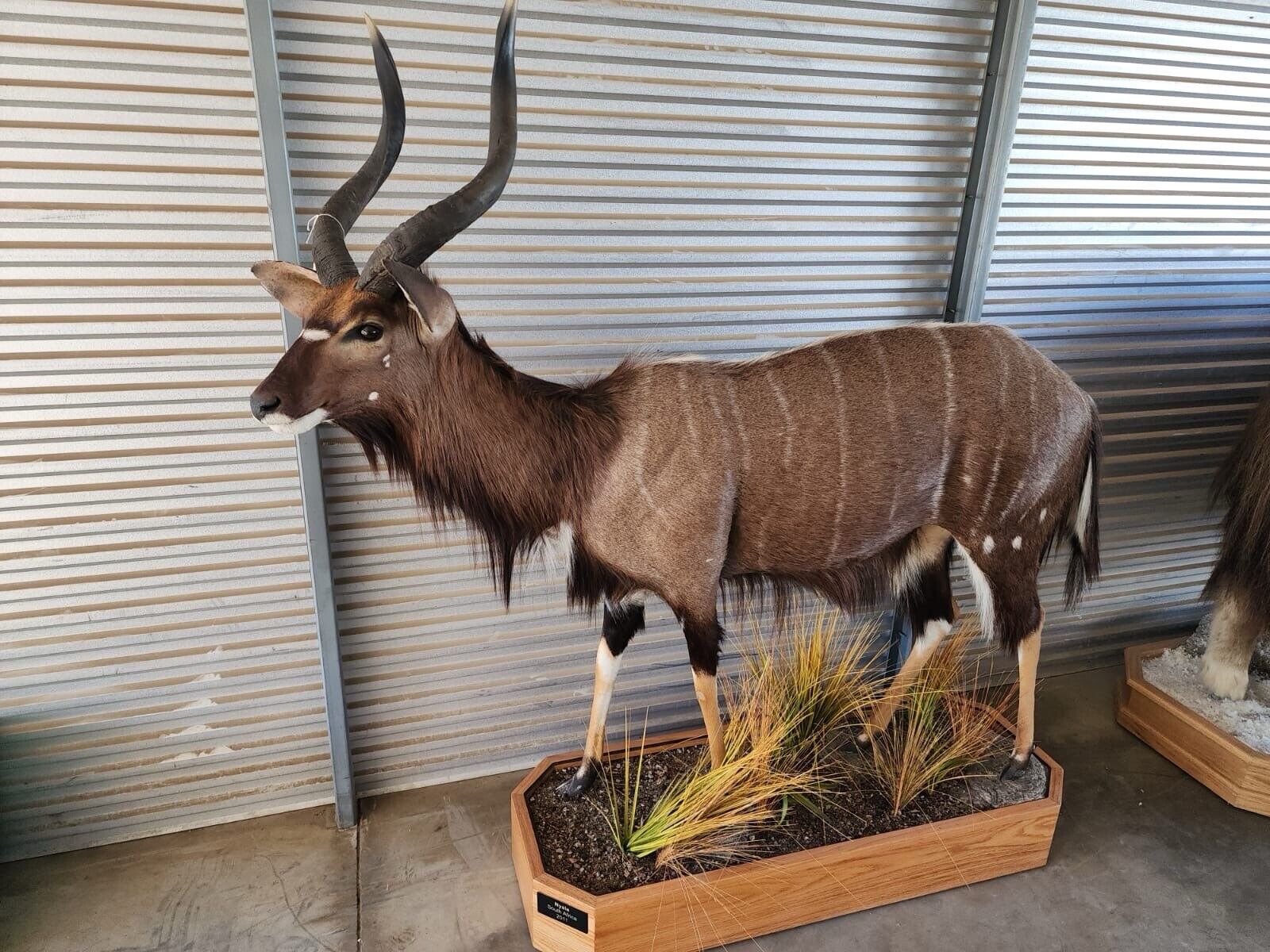 Nyala  Full Size Taxidermy Mount African Nyala Full Body Taxidermy Mount