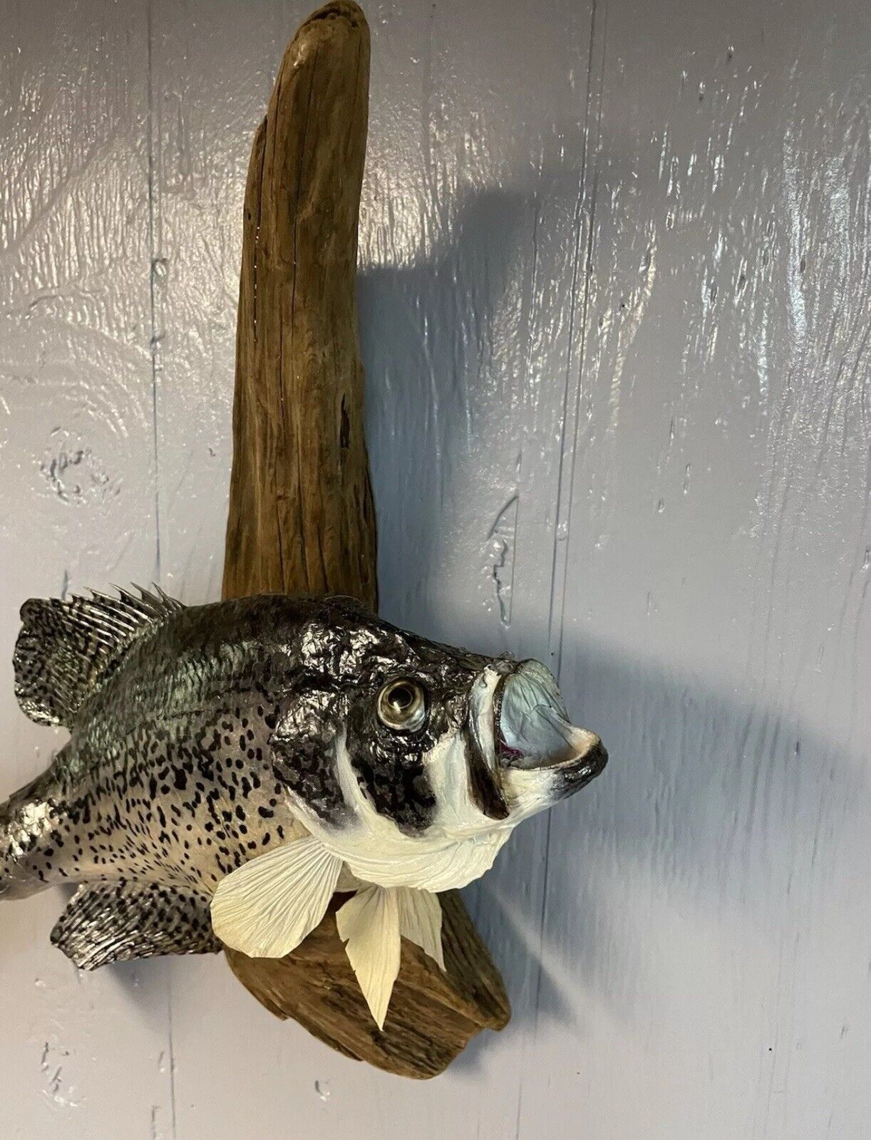 16” Taxidermy Fish Mount Crappie On Wood - 16” Height x 15” Length x 5” Width