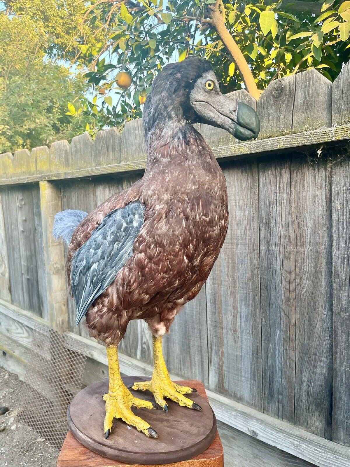 Reproduction Dodo Taxidermy Full Body Mount