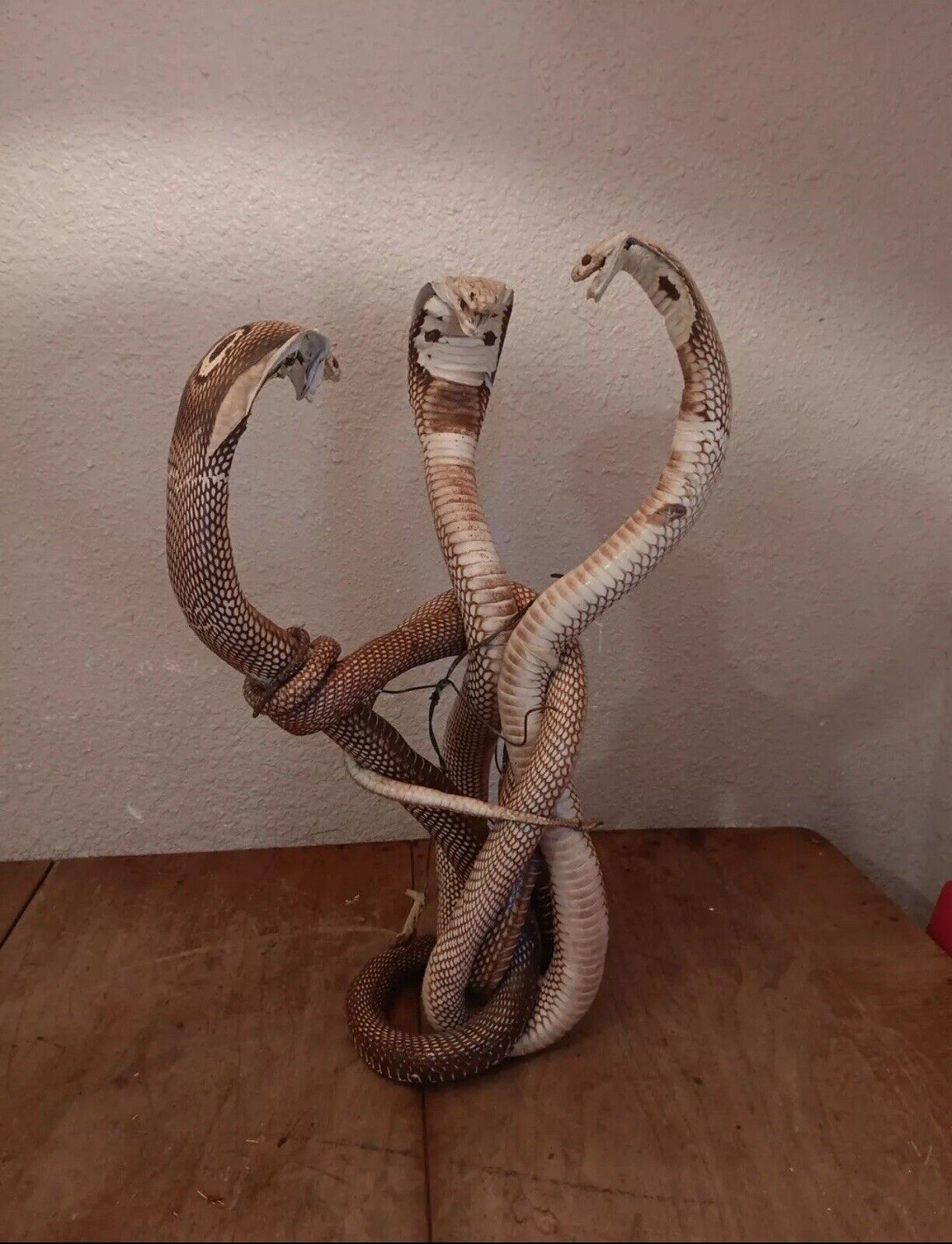  Cobras White  Taxidermy Standing Mount  Cotton Stuffed 22in Tall