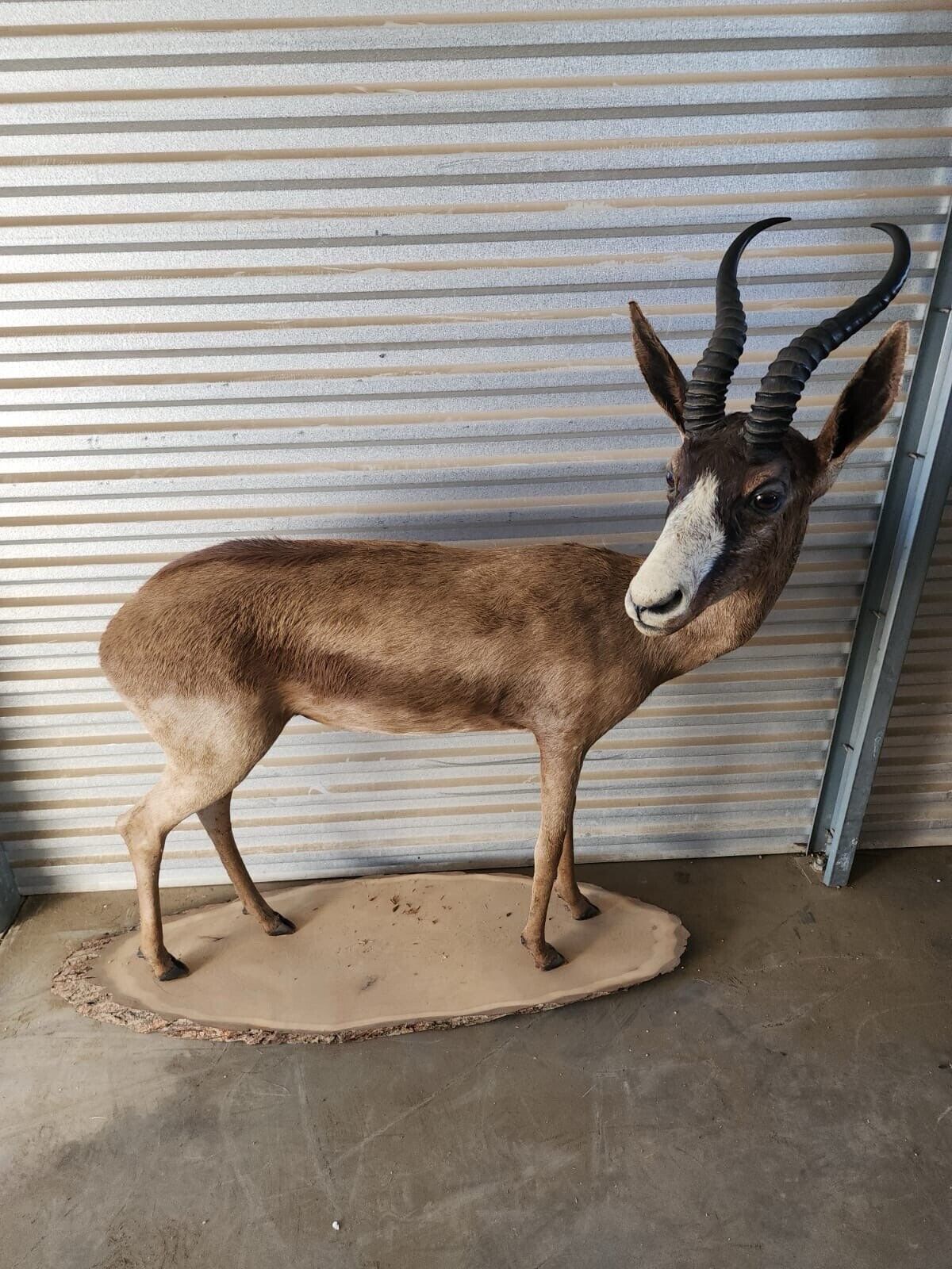 Black springbok Taxidermy Full Body Mount