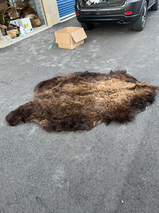 Real Buffalo / Bison Fresh Tanned  Taxidermy Rug Hide Brand New