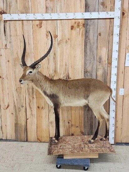 African Lechwe Full Body Taxidermy Mount FH37