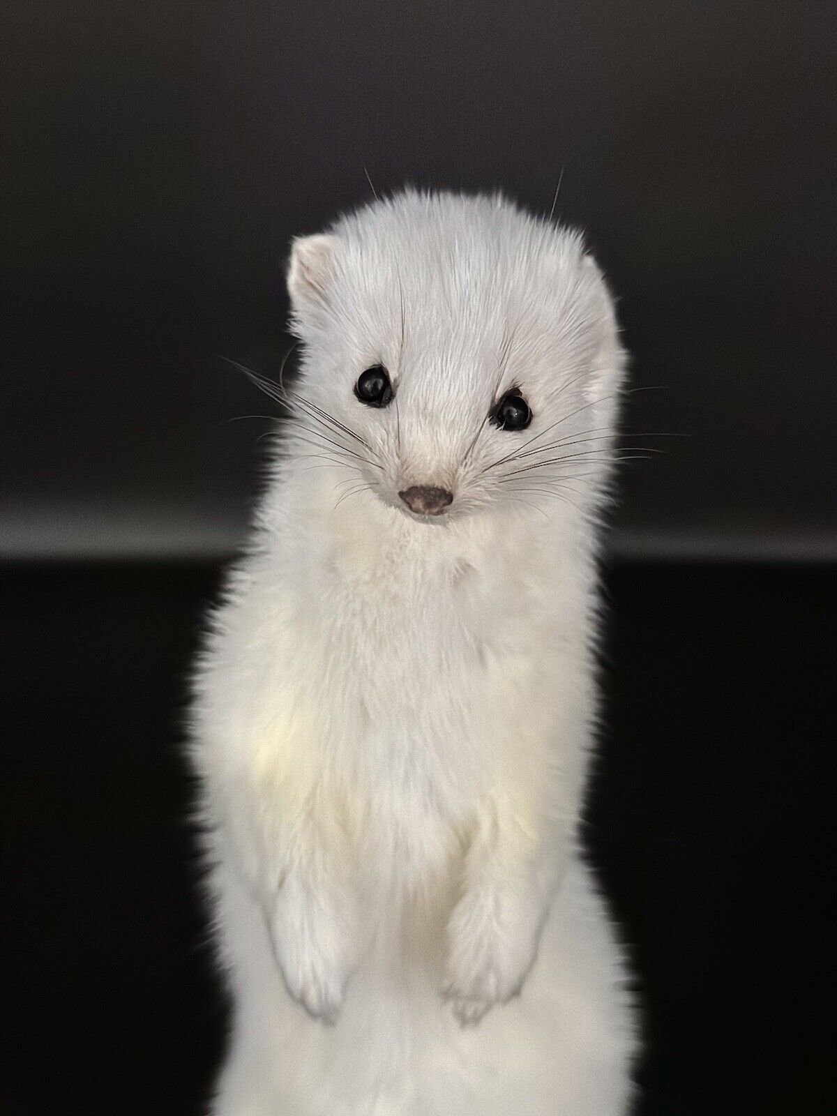 Beautiful Adorable Weasel Ermine Small Animal Taxidermy Mount Art Wildlife 30W