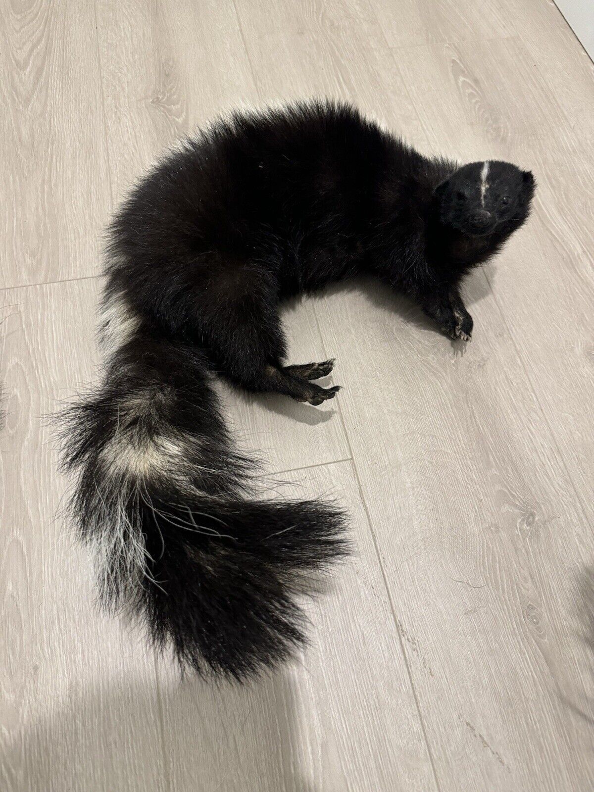 Large Prime Skunk Taxidermy Mount