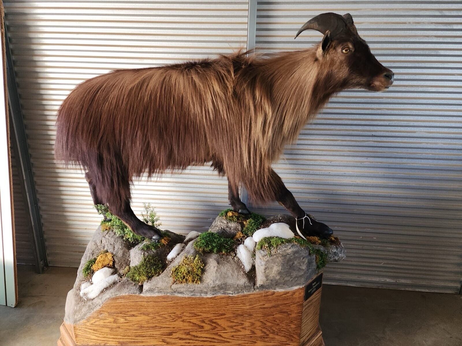 New Zealand Tahr Full Body Taxidermy Mount