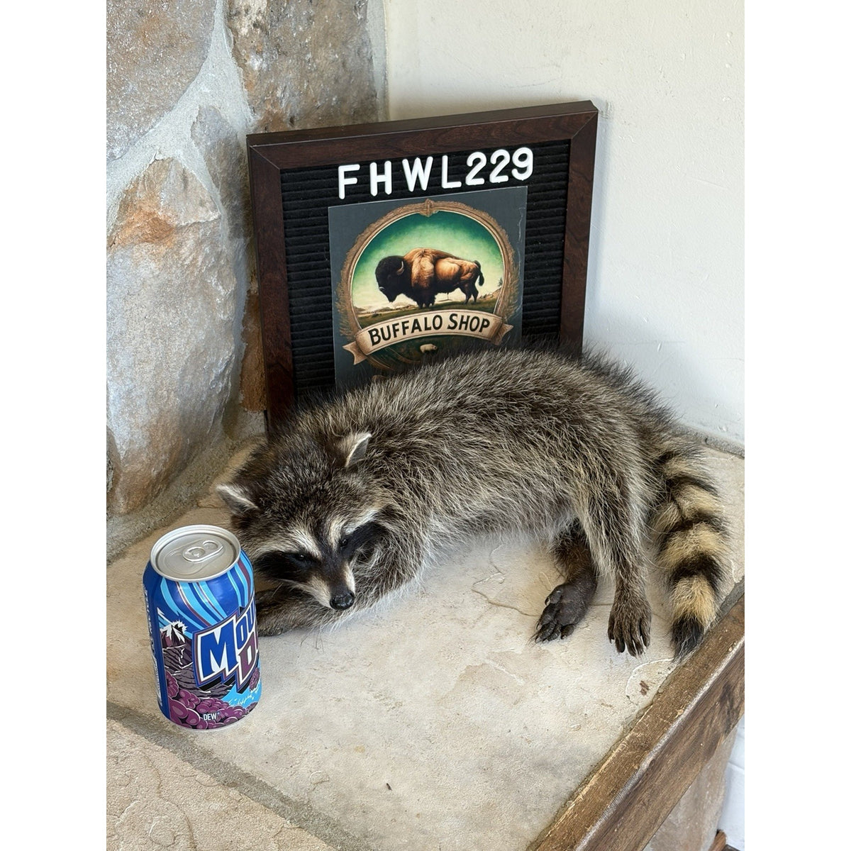 FHWL230 - baby Raccoon Taxidermy Mount