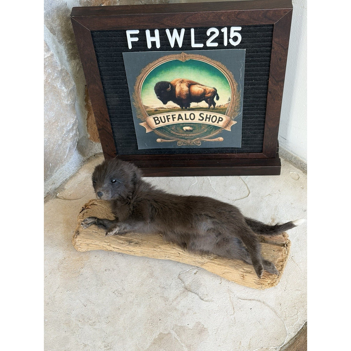FHWL215 - Baby Fox Lifesize Taxidermy Mount Free Standing