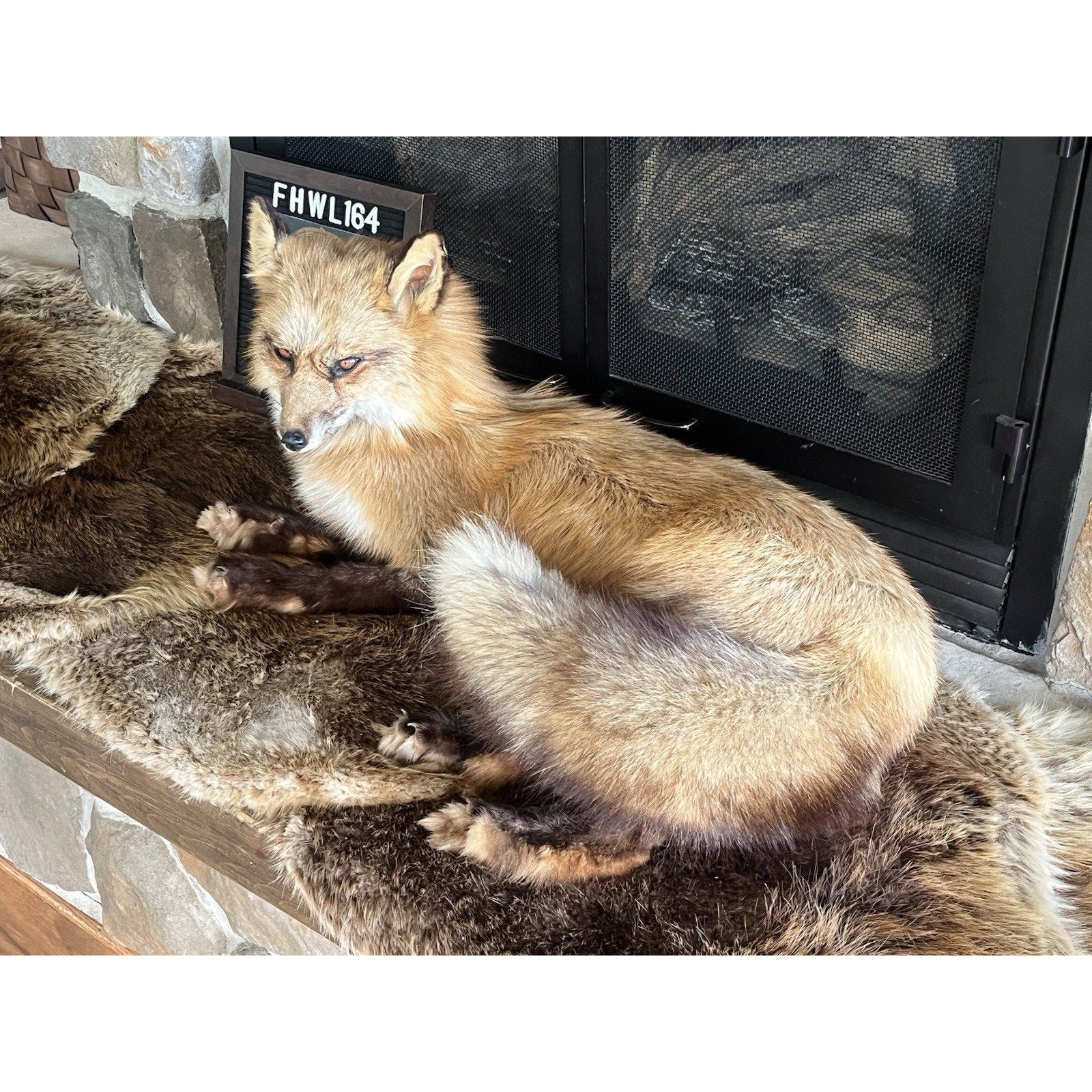 FHWL164 - Museum Quality Red Fox Taxidermy mount