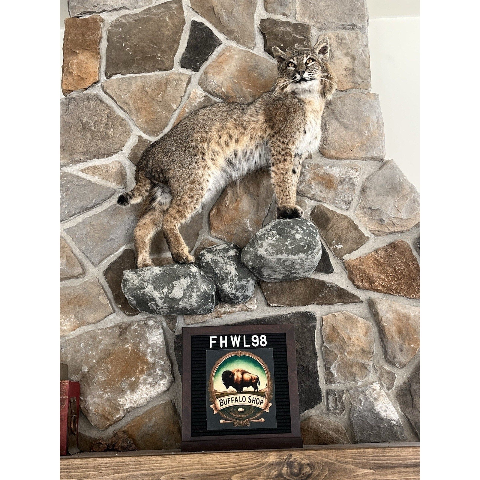 FHWL98 - Bobcat Taxidermy Full Body Mount