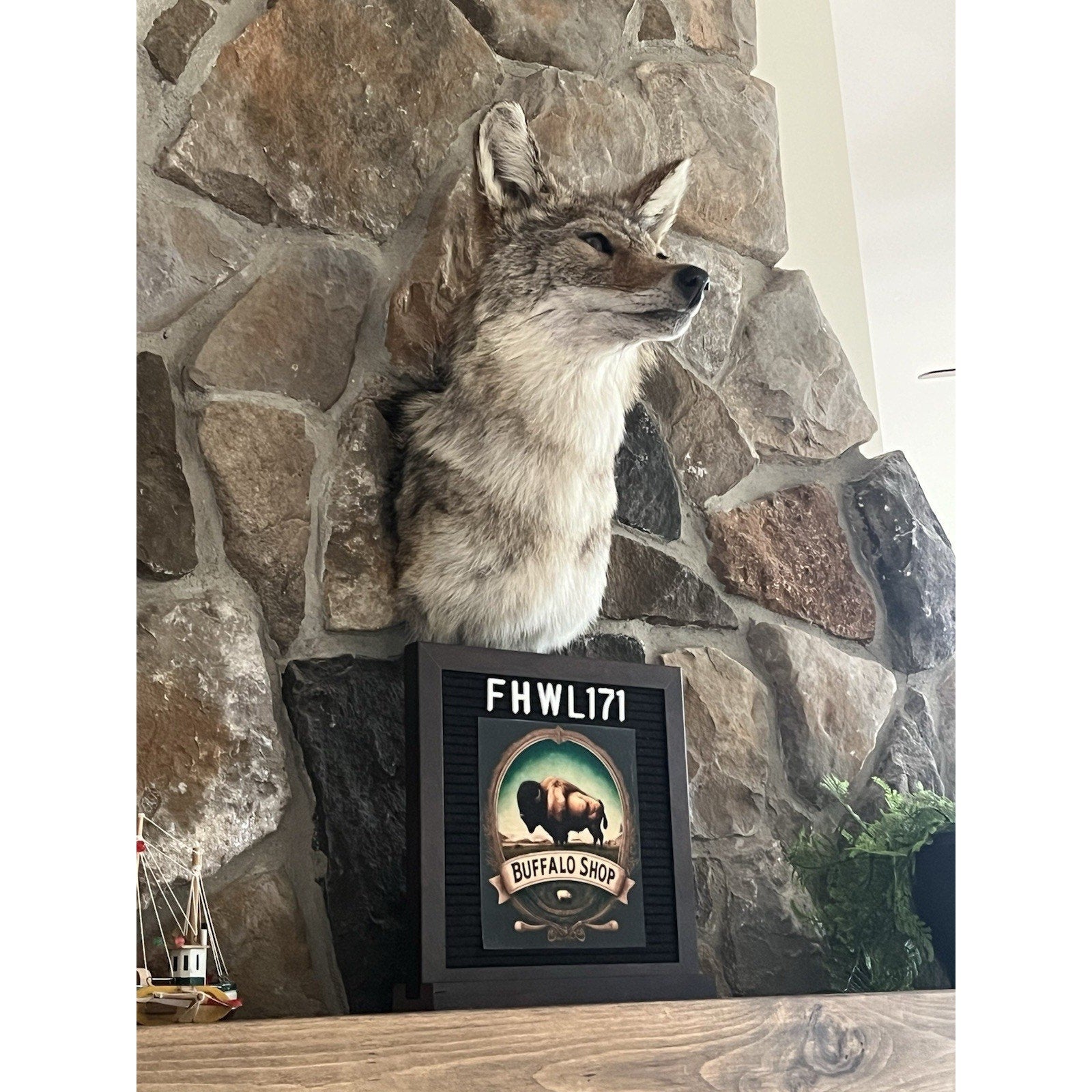 FHWL171 - Coyote Shoulder Museum Quality mount Taxidermy