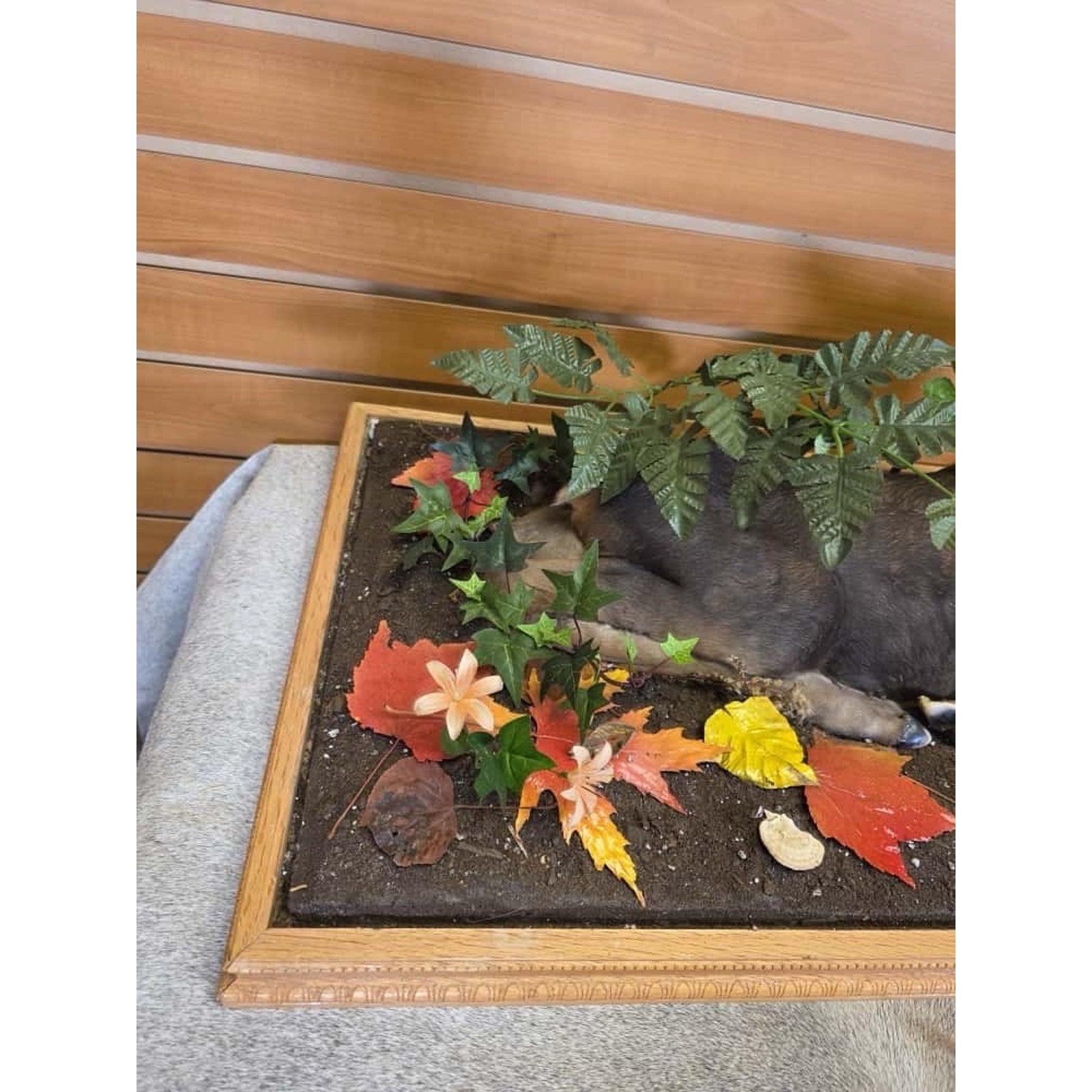 FHCM20 - Baby Moose Calf Full Body Taxidermy Mount