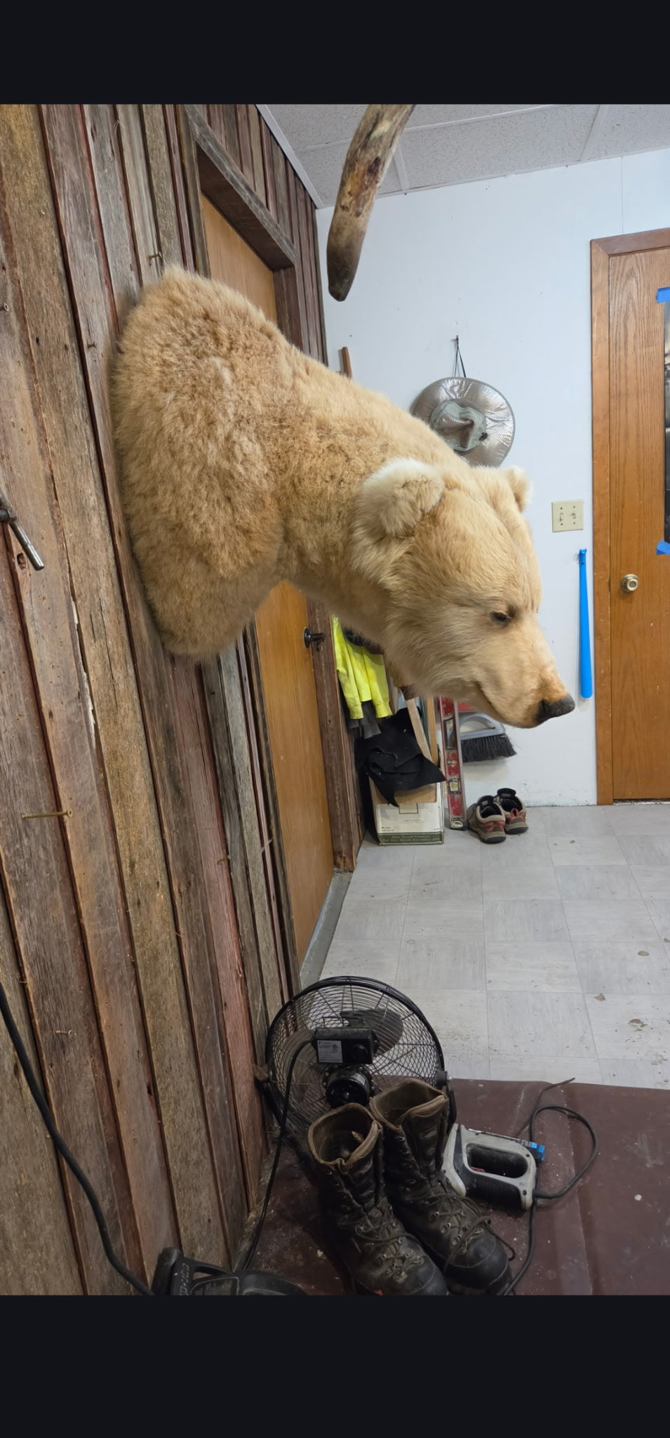 FHBRAD094 - Grizzly bear shoulder taxidermy mount
