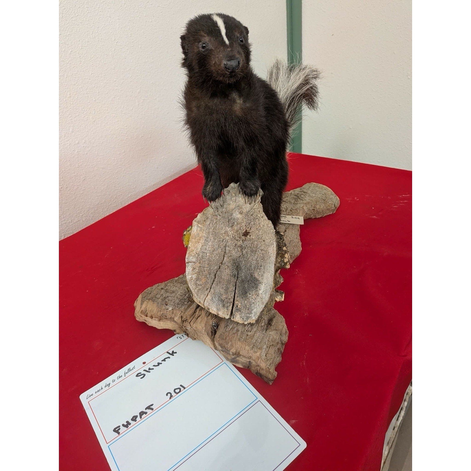 FHPAT201 - Skunk Taxidermy Mount – Classic Wildlife Display