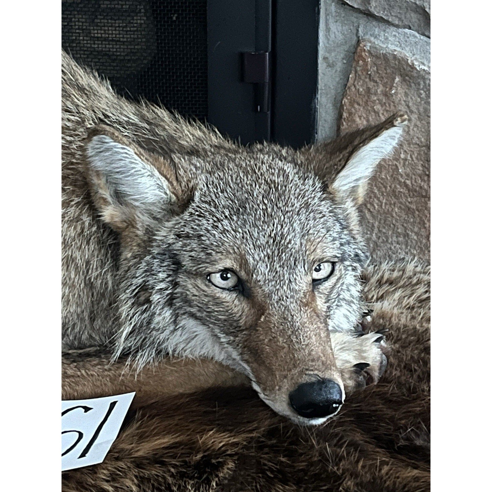 FHWL61 - Coyote Museum Quality Wall mount Taxidermy