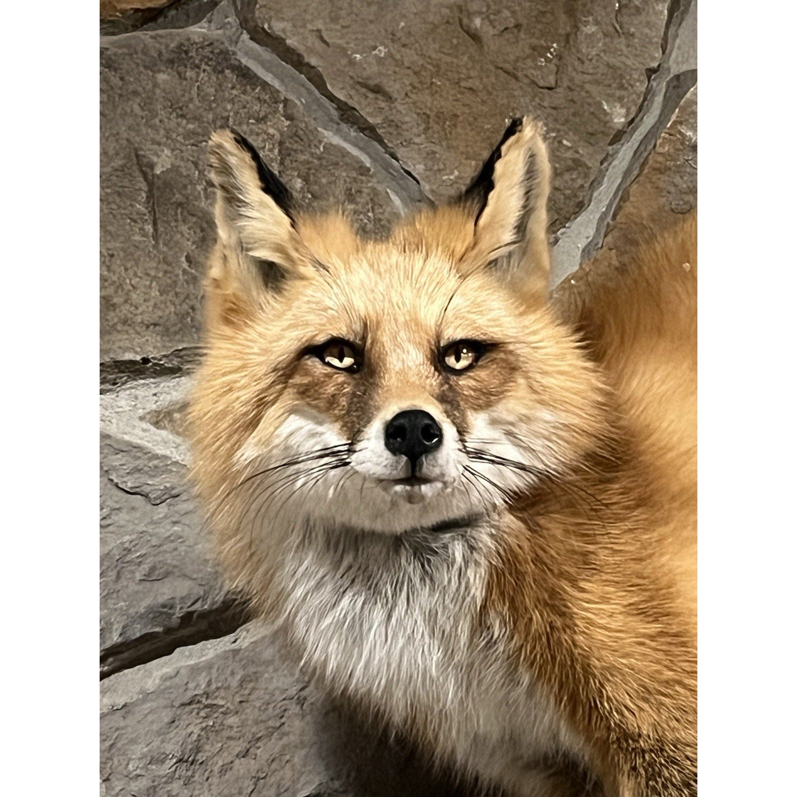 FHWL62 - Red Fox Taxidermy Full Body Mount