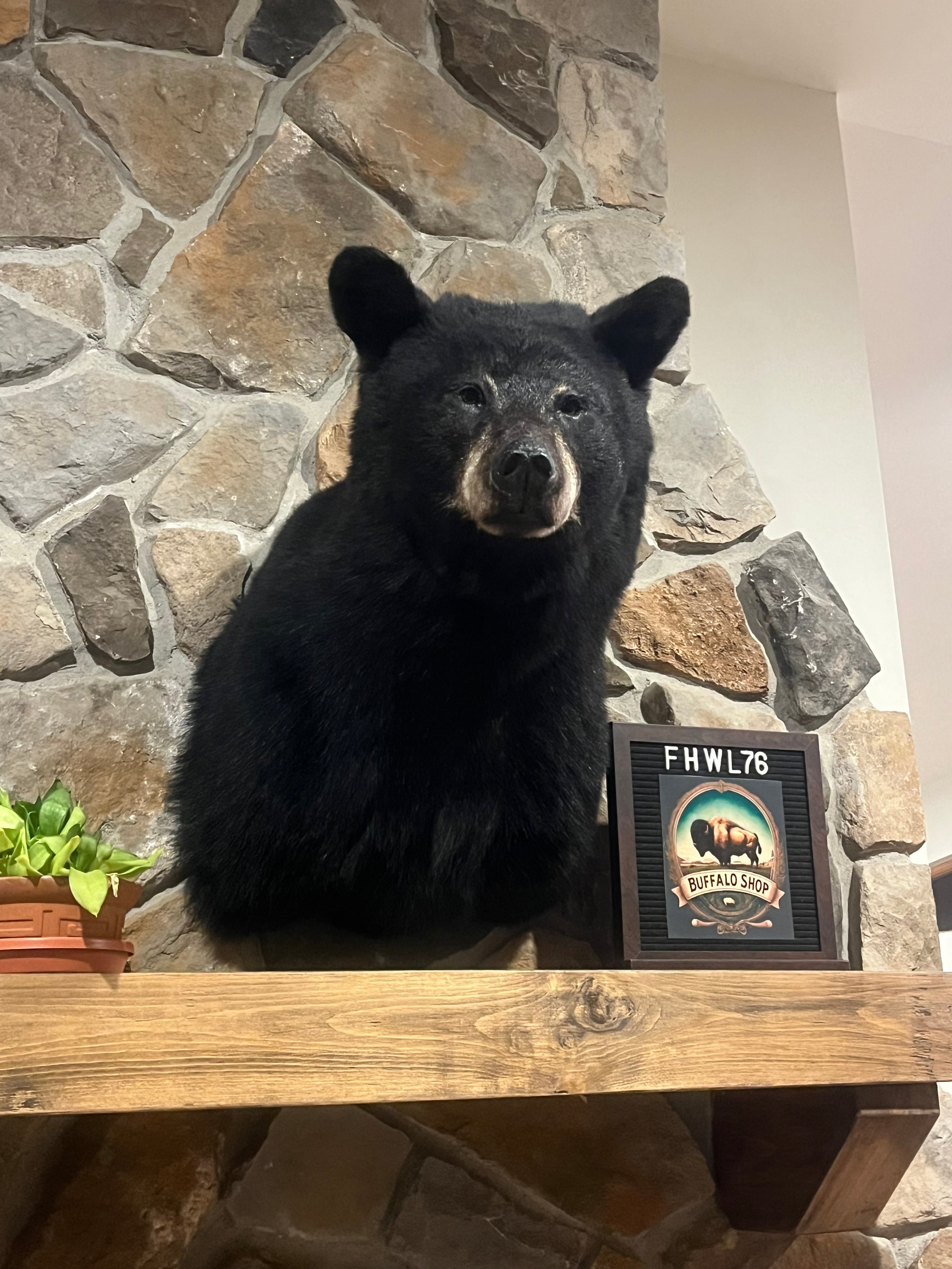 FHWL76 - Black Bear shoulder mount