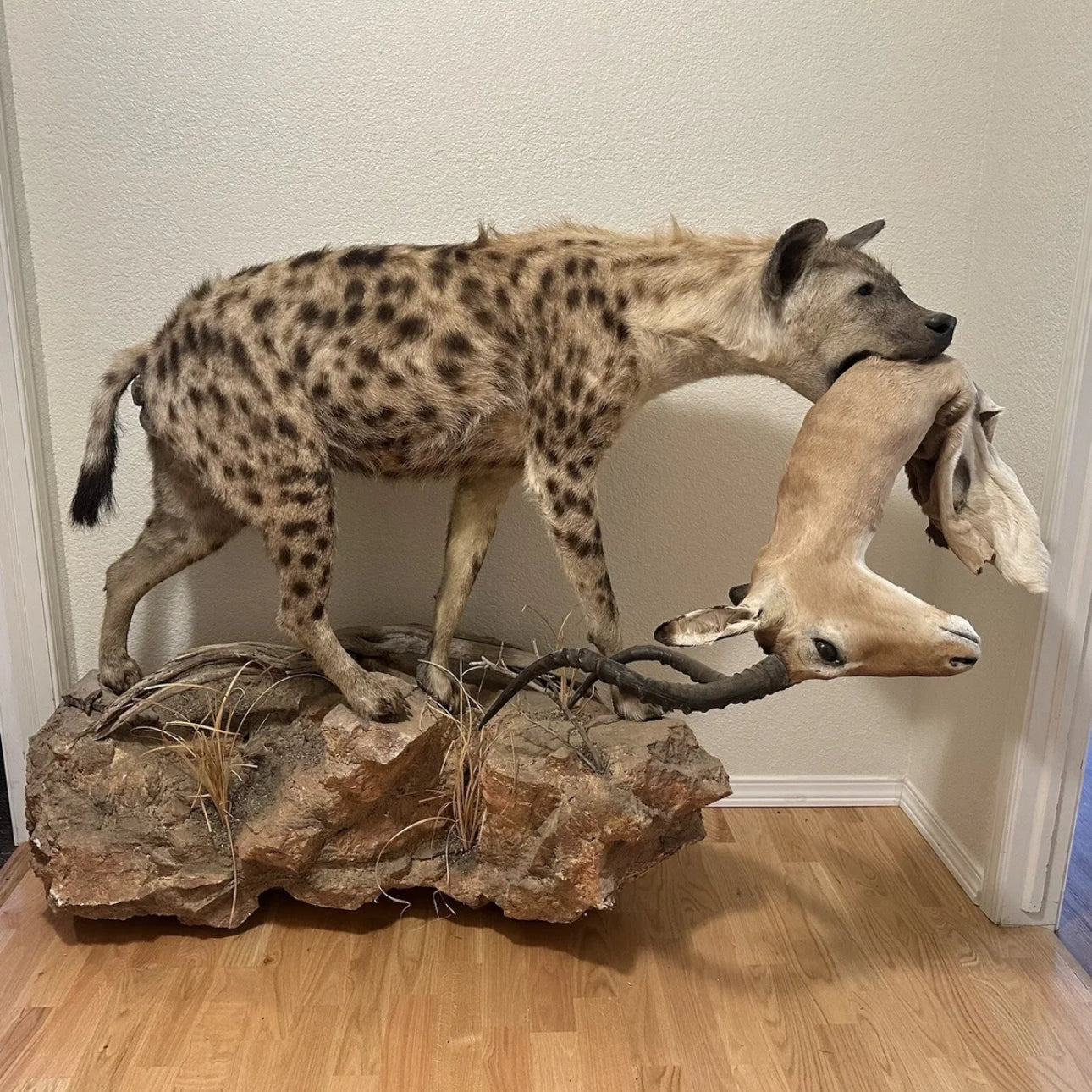 FH163-Spotted Hyena Life-Size Taxidermy African Safari With Prey