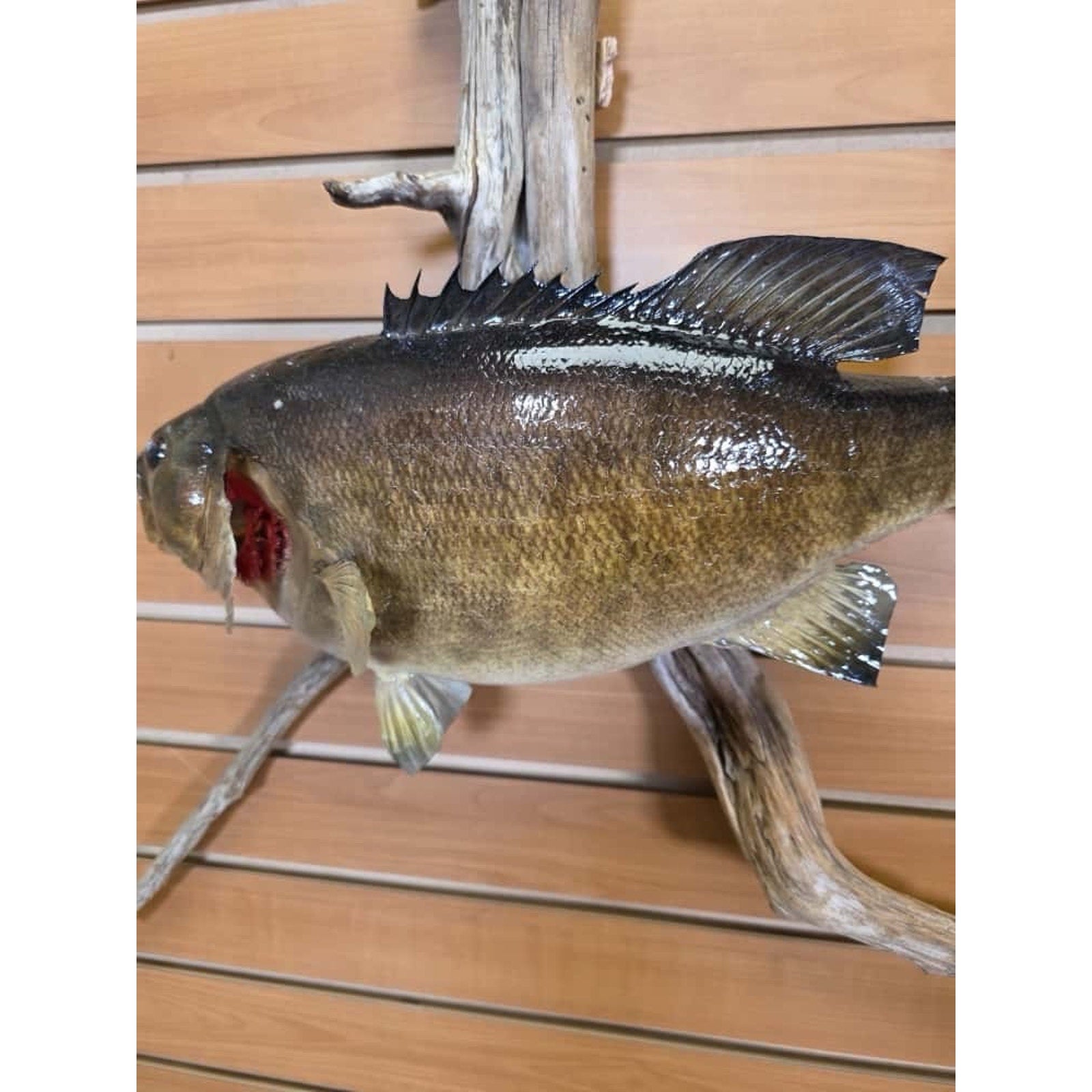 JTV223 - Small Mouth bass 17 1/2” Real Skin Fish Taxidermy Mount