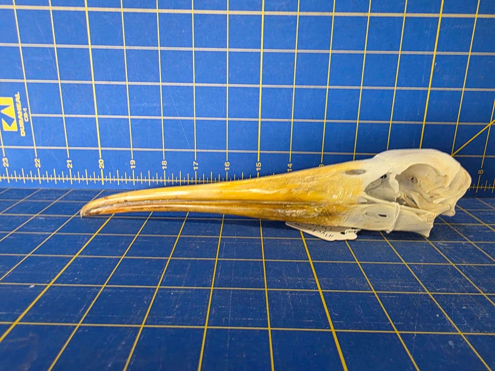 JTV202 - Real Yellow-billed stork Bird Skull Taxidermy