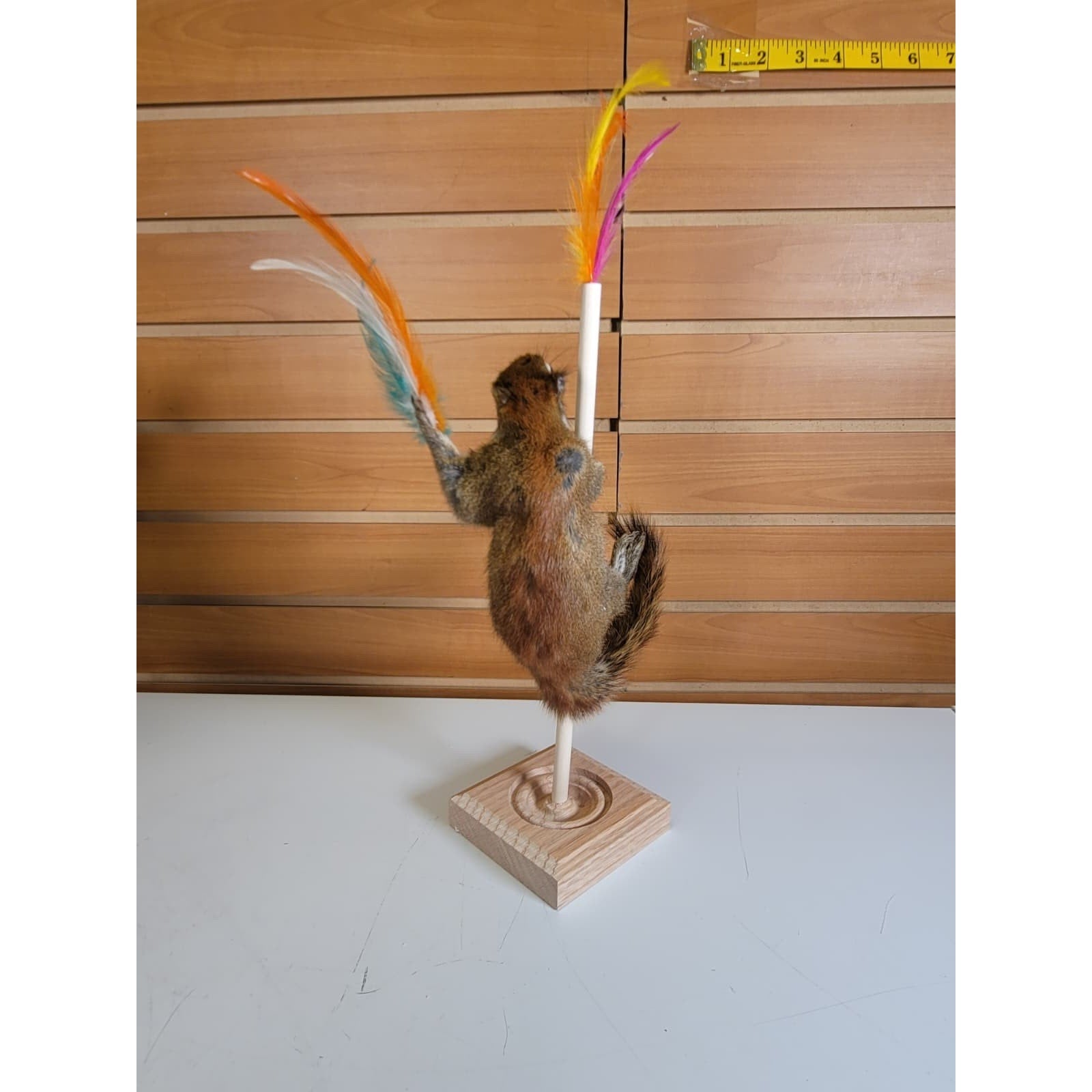 FHSQ309 - Stripping American Red Squirrel Taxidermy Mount