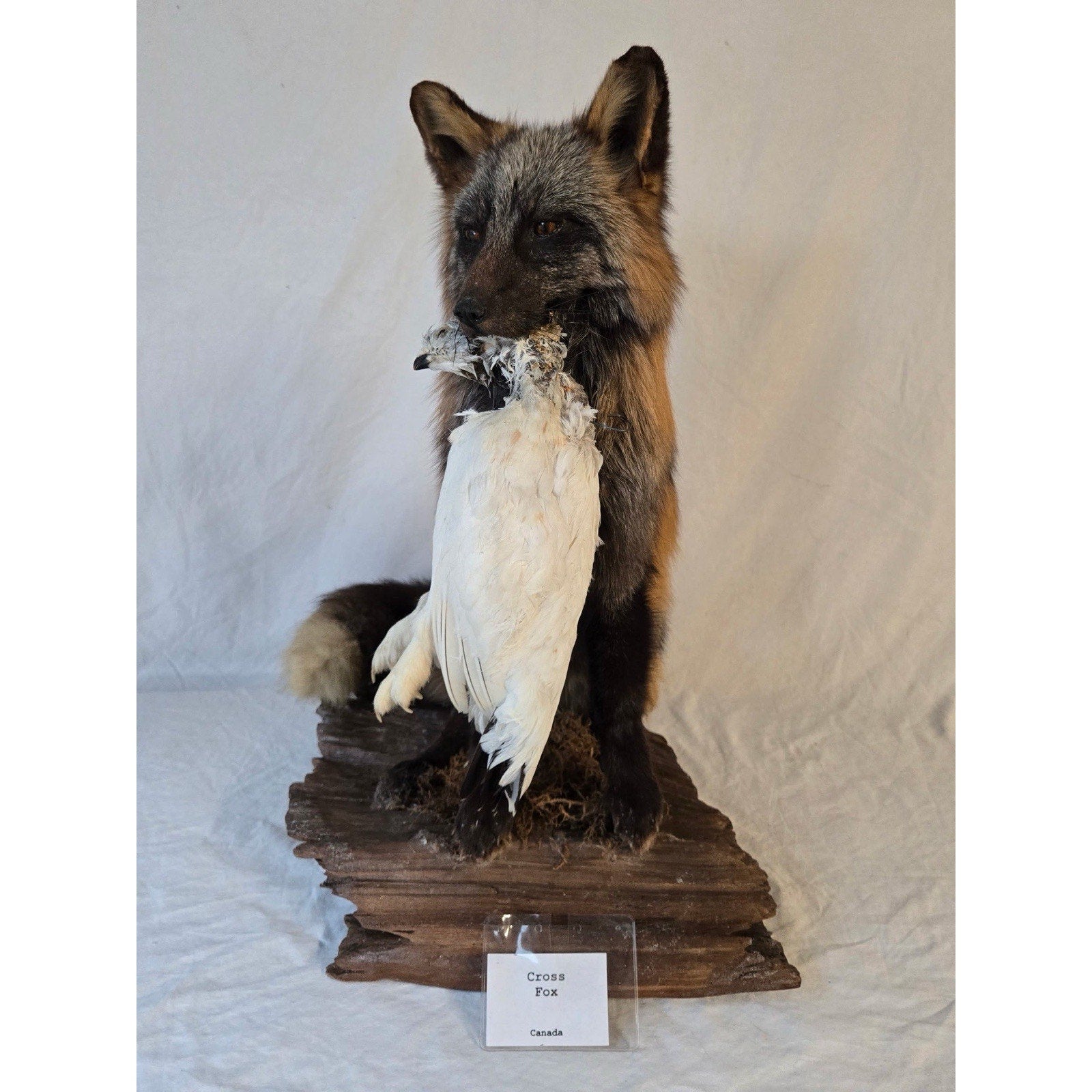 JRADA2 - Cross Fox Taxidermy mount