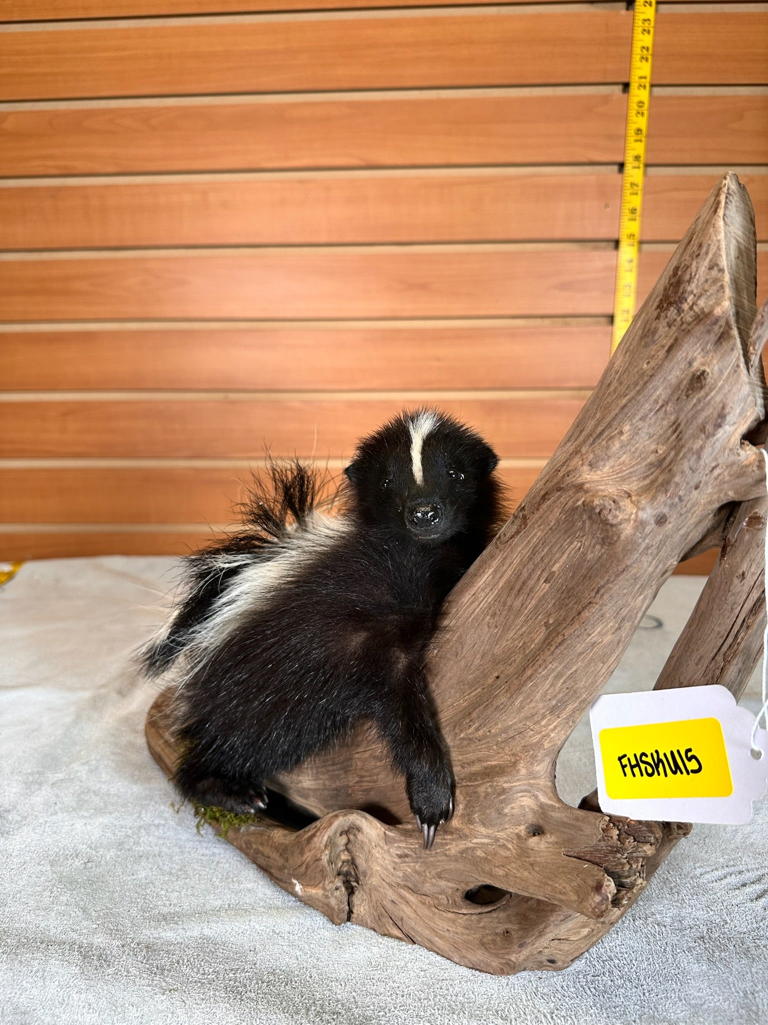 FHSKU15- baby Skunk taxidermy mount