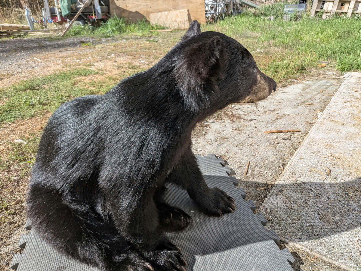 FHPAT235 -Baby Black Bear Cub Full Body taxidermy mount