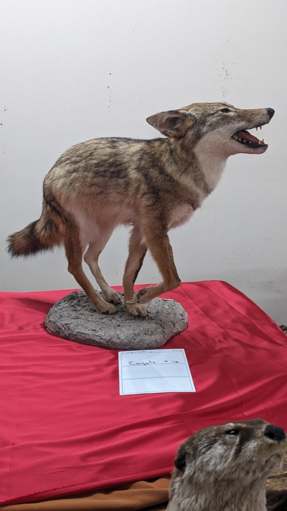 FHPAT5-Coyote full body taxidermy mount