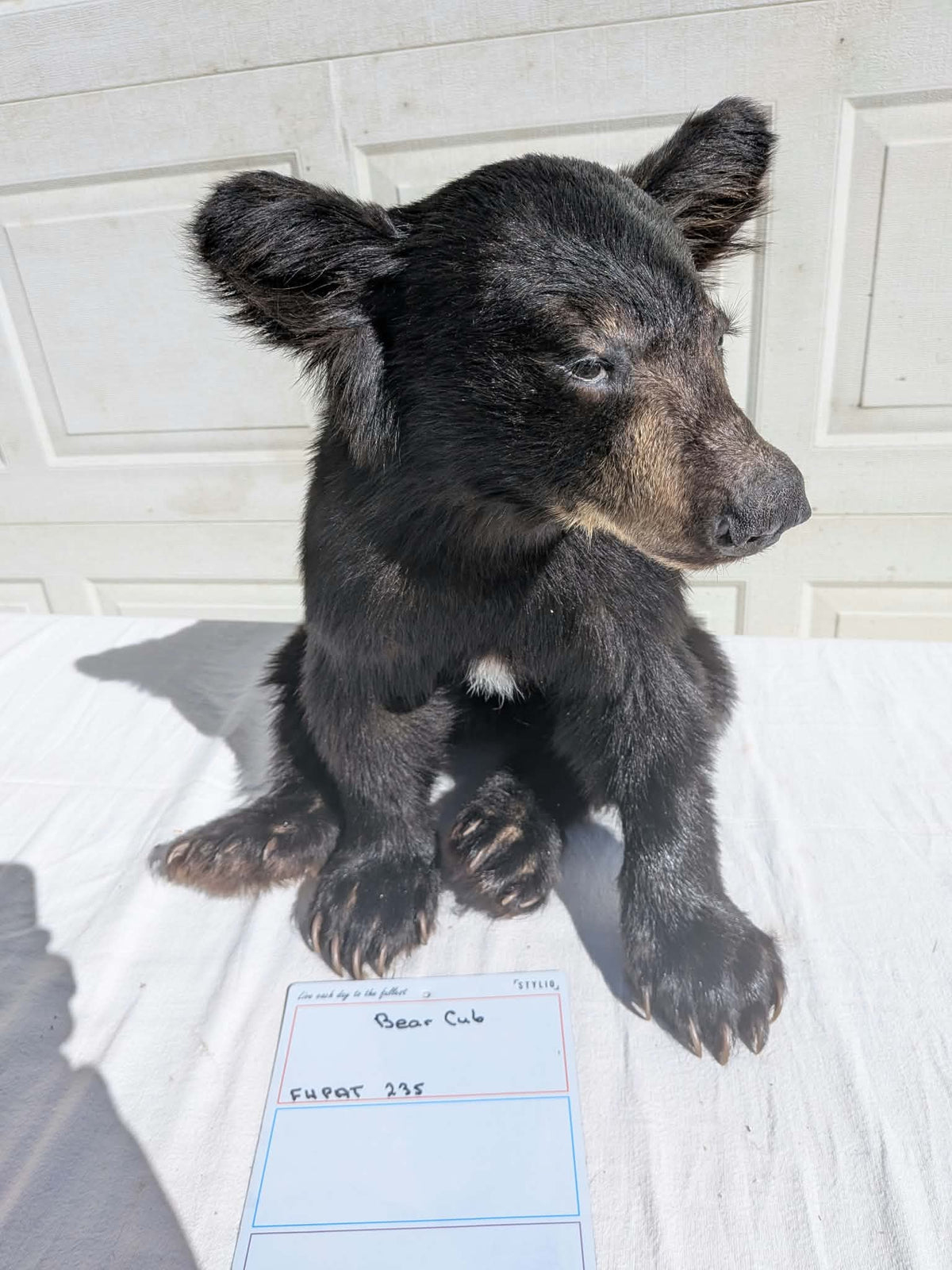 FHPAT235 -Baby Black Bear Cub Full Body taxidermy mount