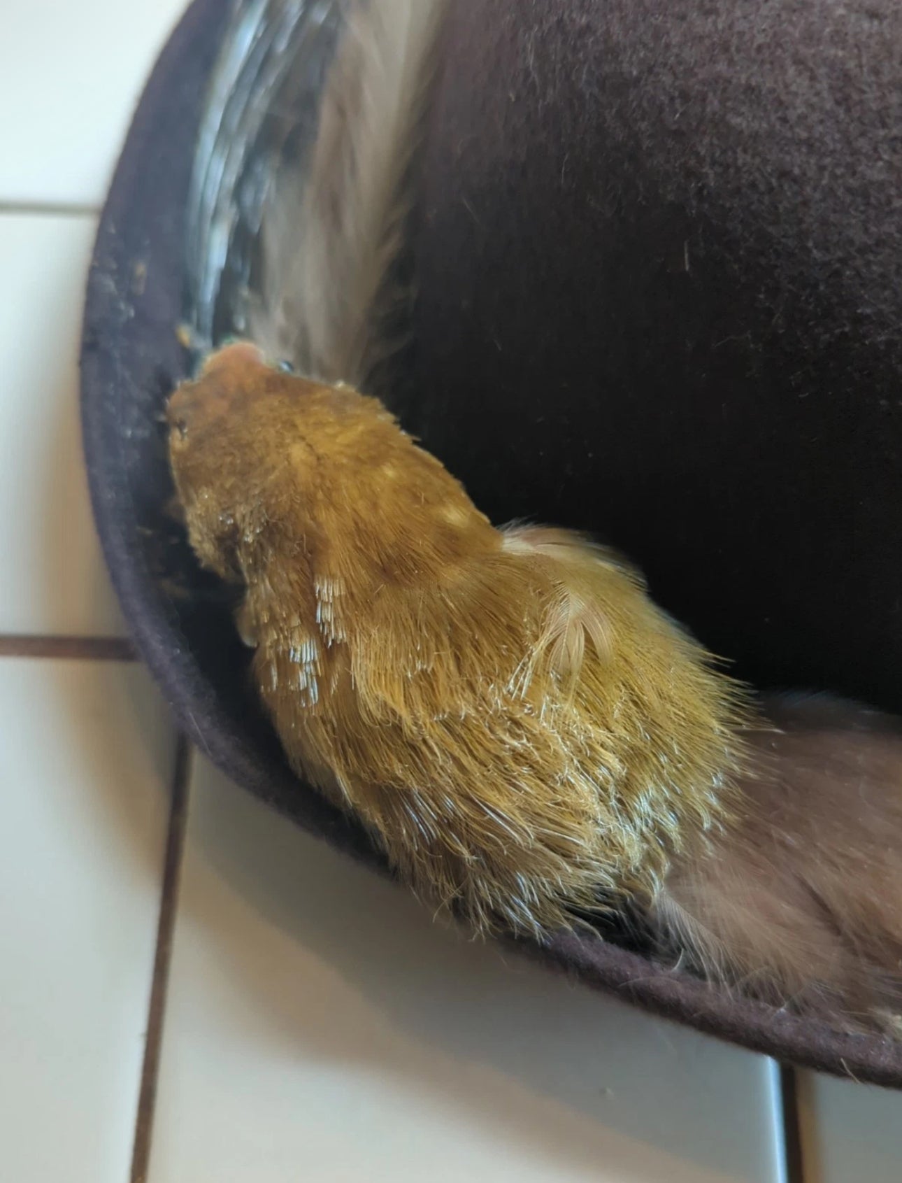 FHEB0811 - Antique Bird of Paradise Vintage taxidermy Skin Hat