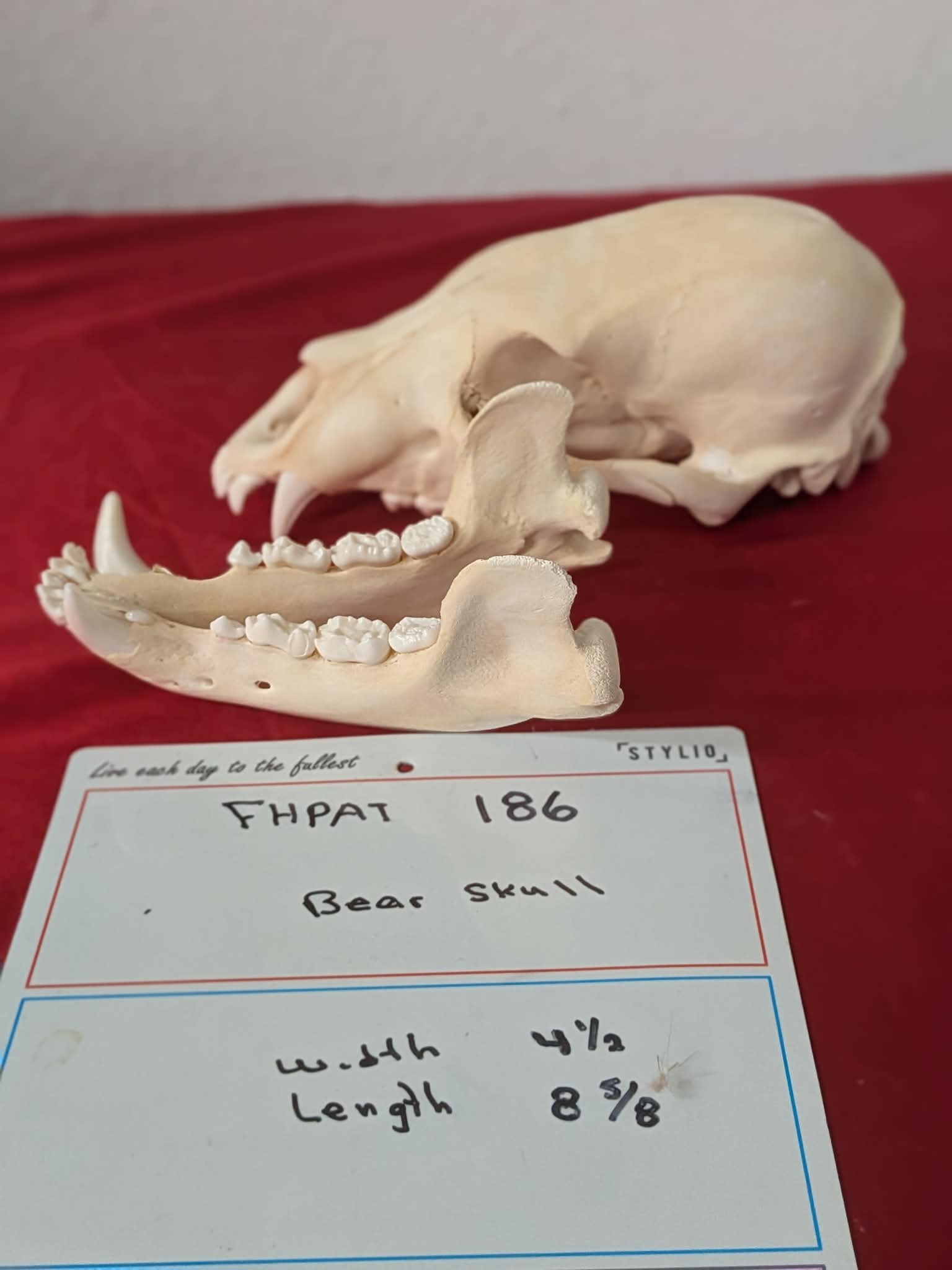 FHPAT186 -professionally cleaned black bear skull