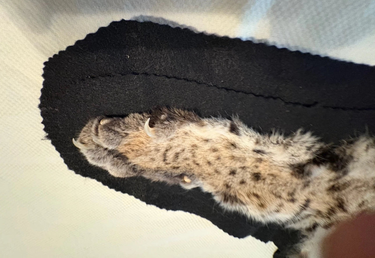 FH0710 - BOBCAT TAXIDERMY rug (Lynx rufus)