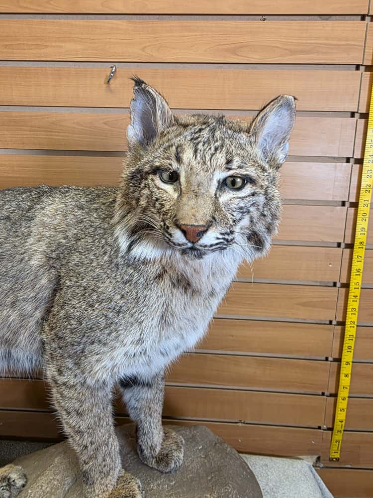 FHEB1013 - Bobcat taxidermy mount