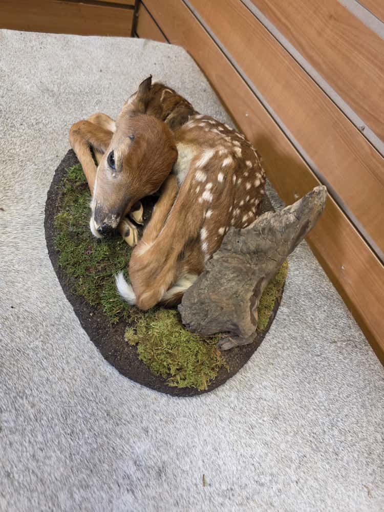 FH1016 - Fawn Baby Deer taxidermy mount